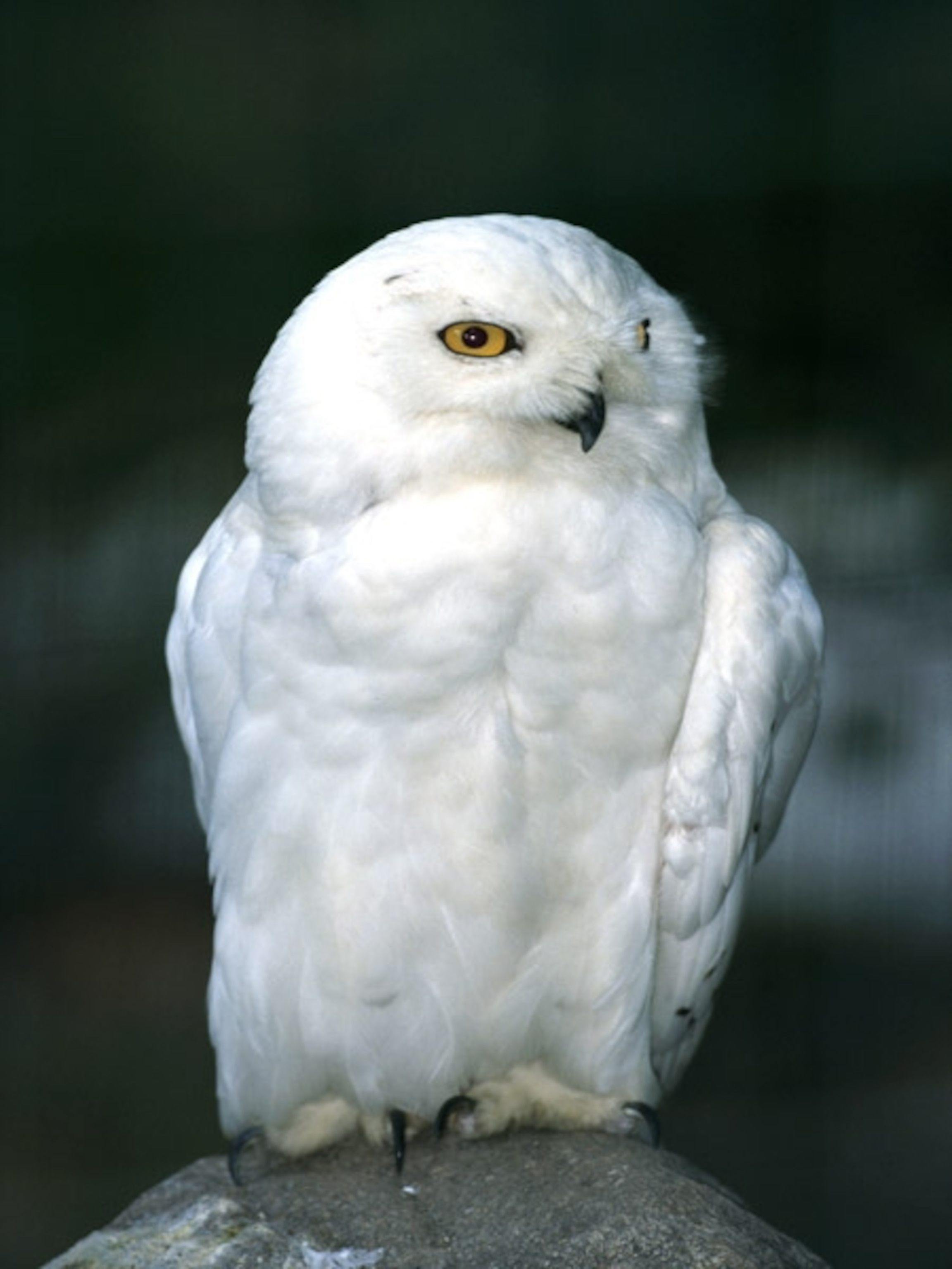 a snowy owl perched atop a rock