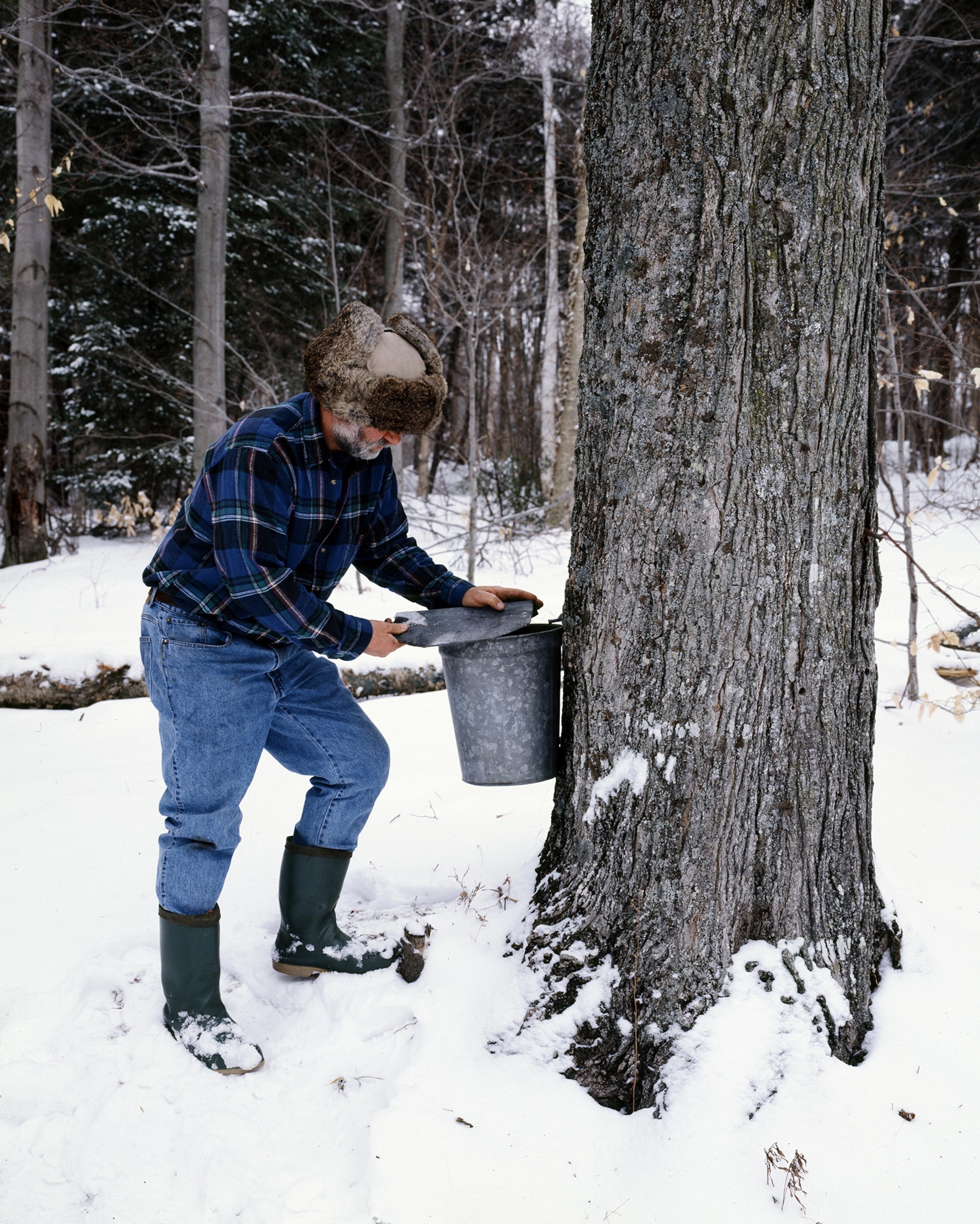 Farmer Burr Morse collects maple syrup from one of his thousands of trees in Montpelier, Vermont