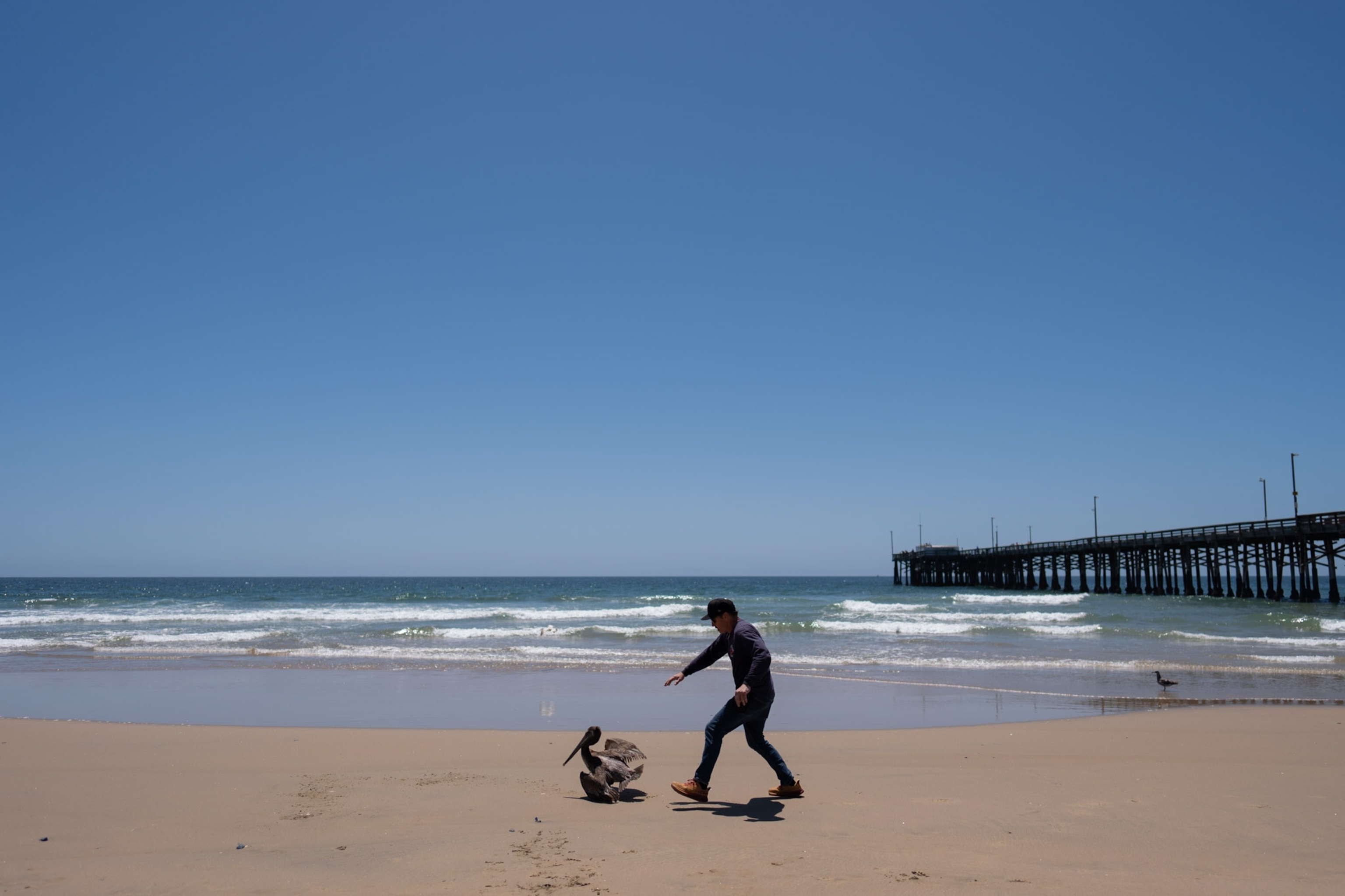 A man chases a pelican on the beach.