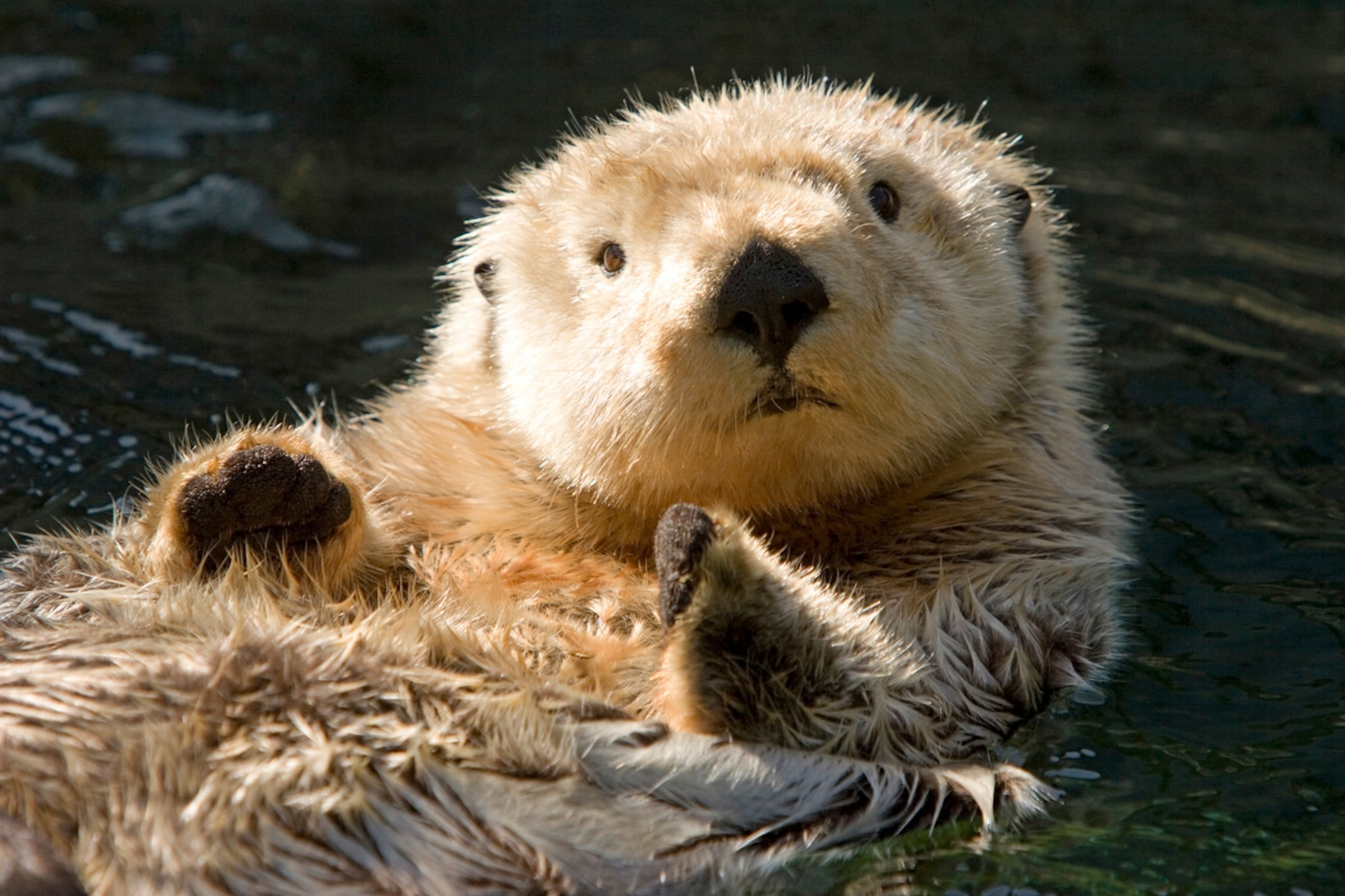 Closeup of a captive sea otter making eye contact. Vancouver, Canada.