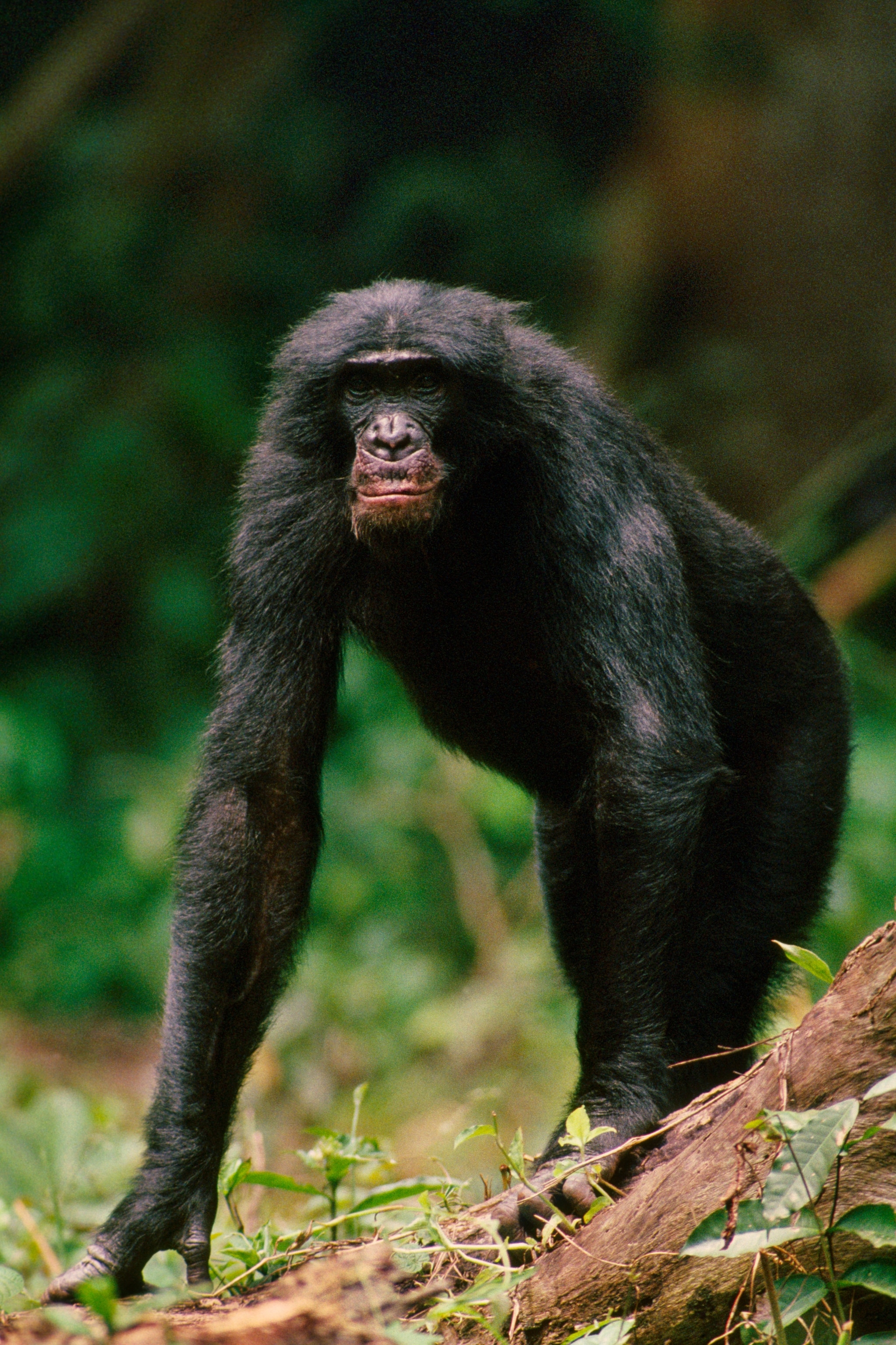 Bonobo on all fours