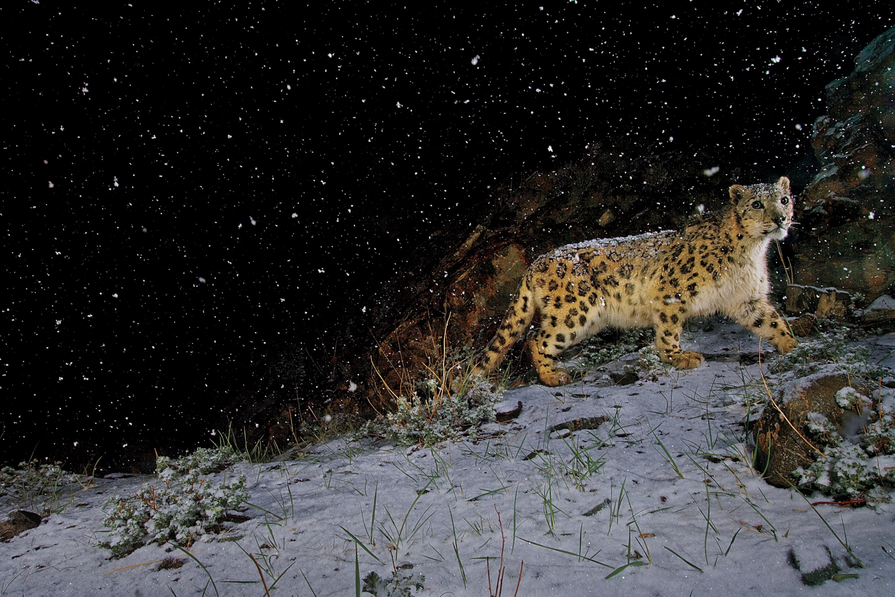 A single snow leopard cat is walking up a snow covered hill. Snow is falling around it and it is nighttime.