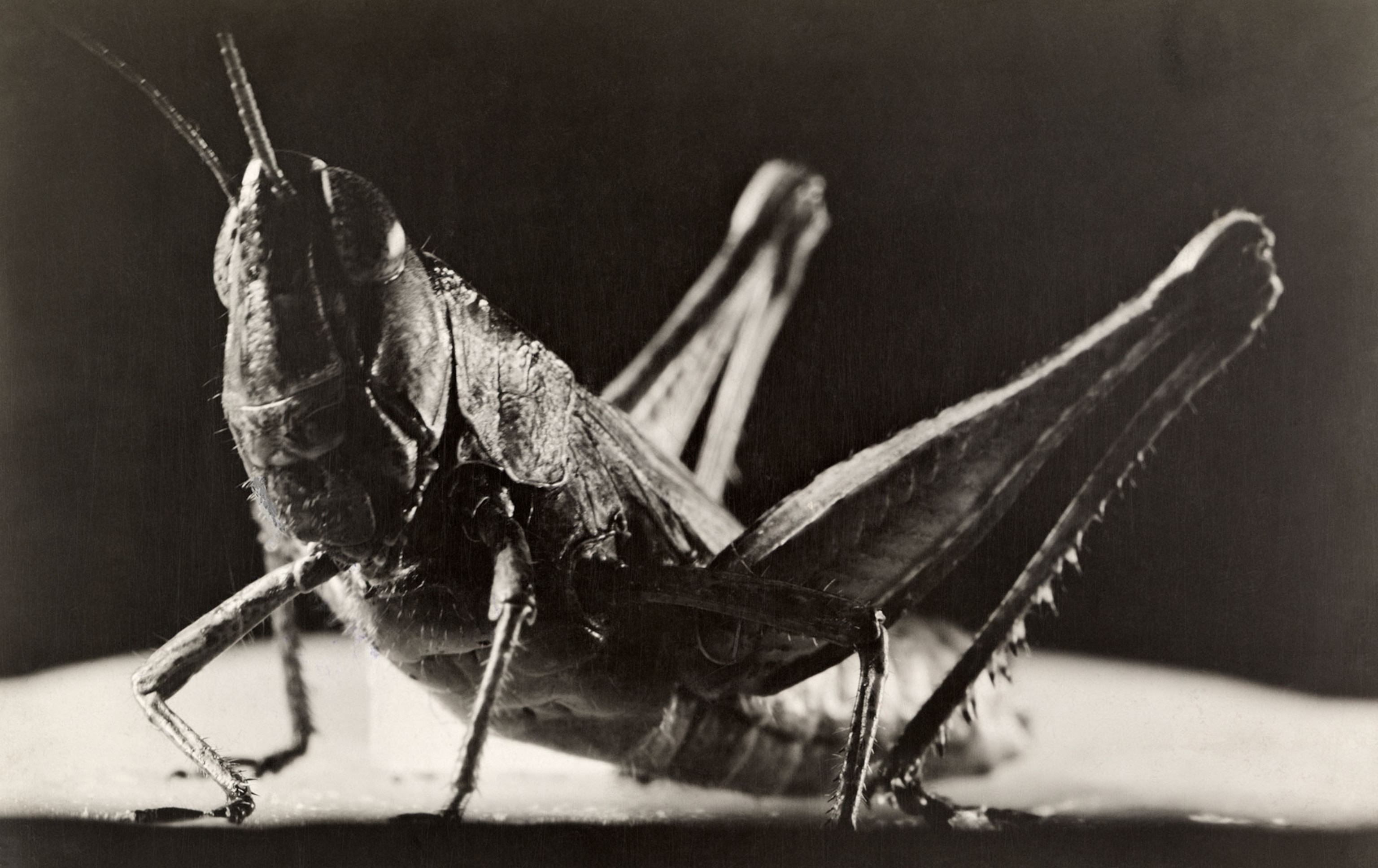 a green grasshopper
