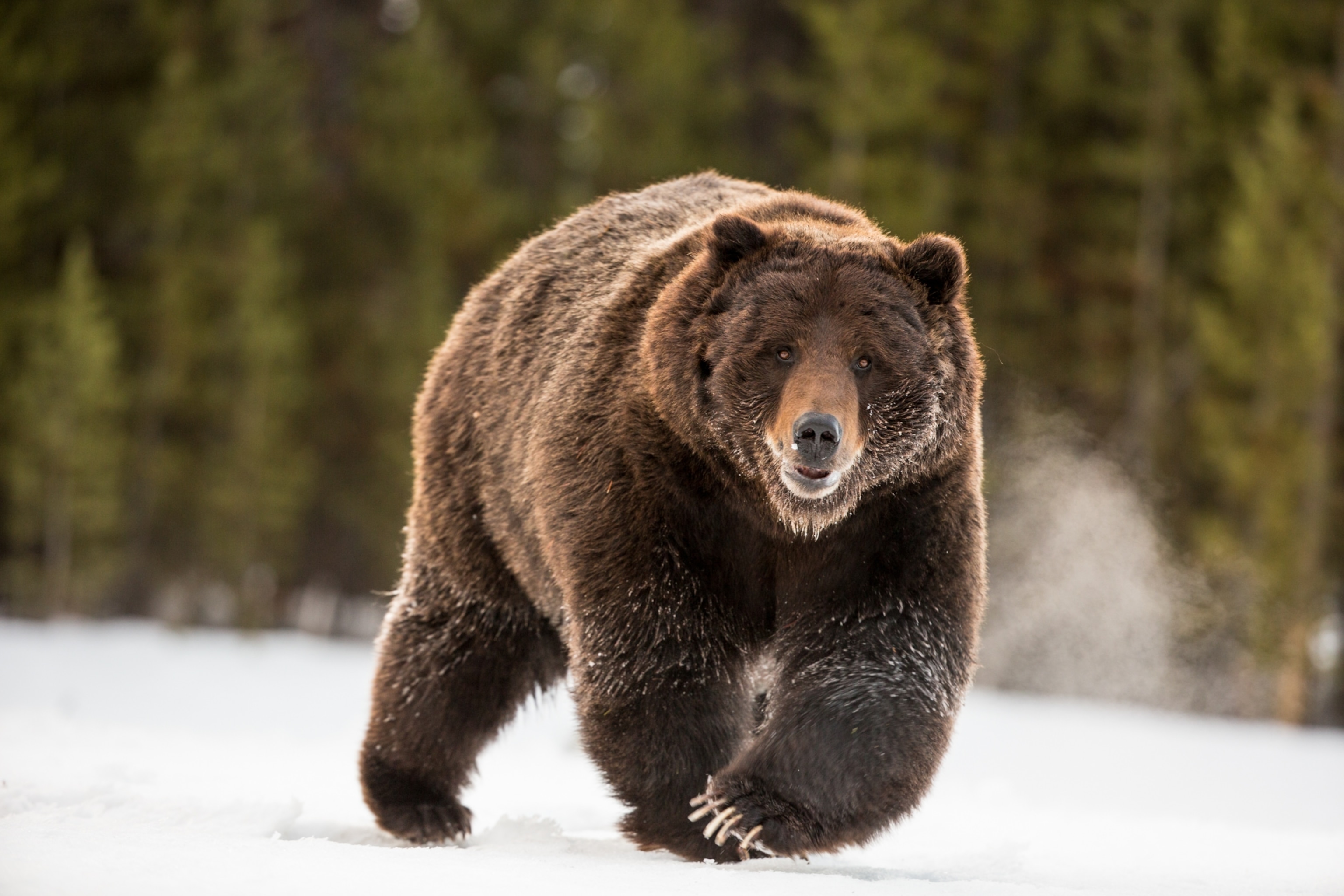 A grizzly bear kicking up snow from the ground as it walks toward the camera.