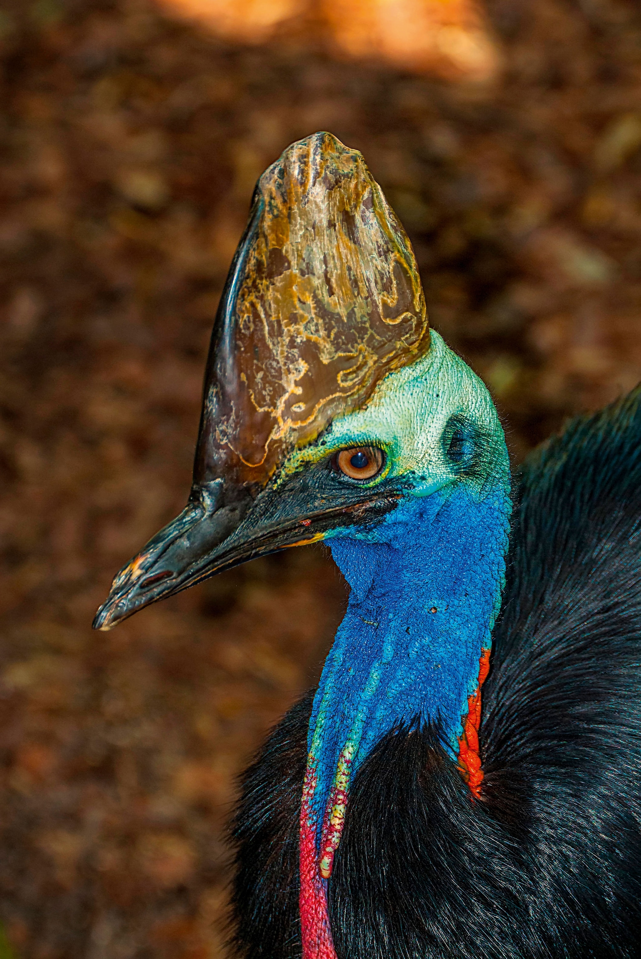 side profile of colourful bird with black beak, pointed head, blue and red neck
