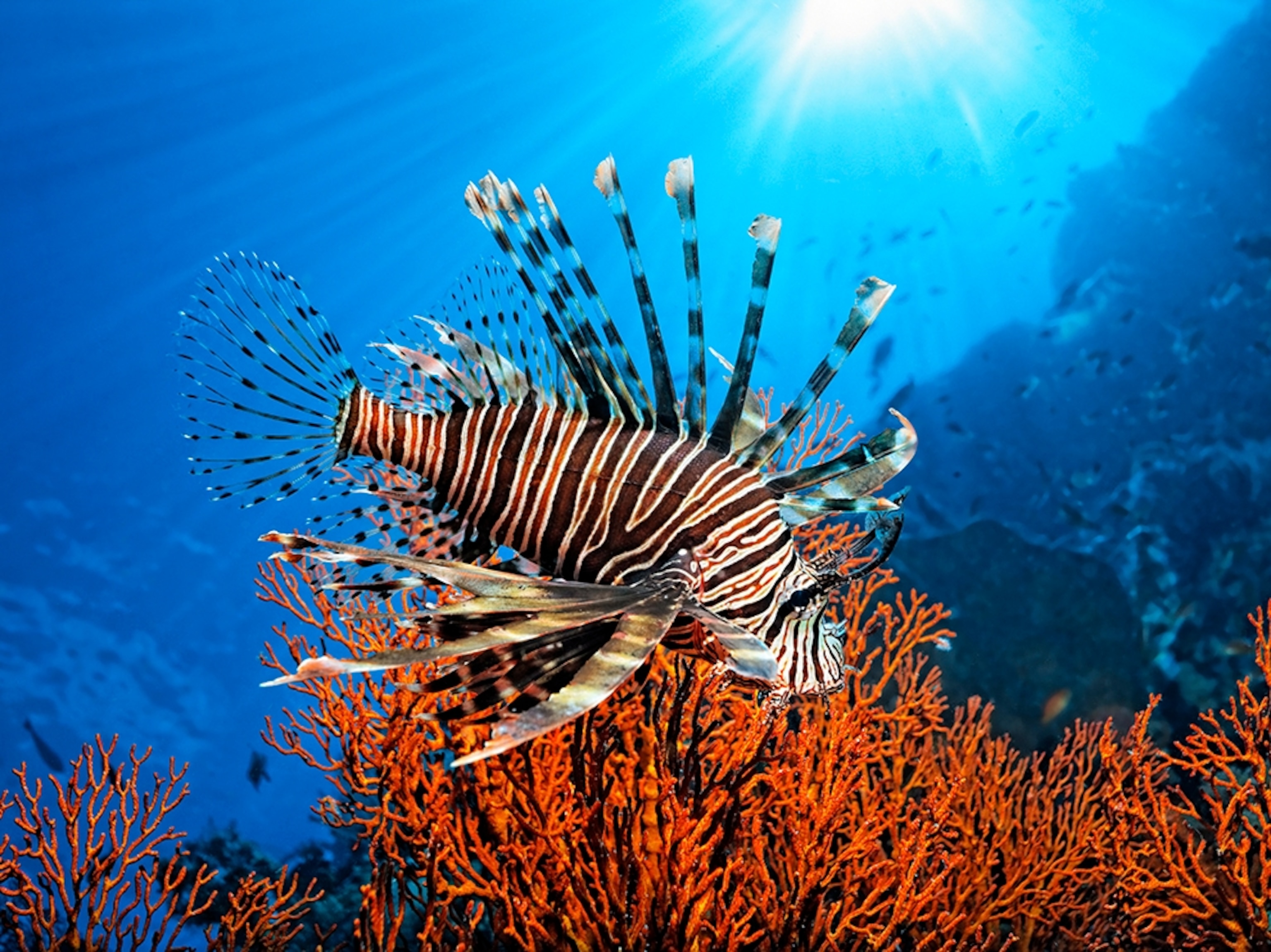 red lionfish, Great Barrier Reef, Australia