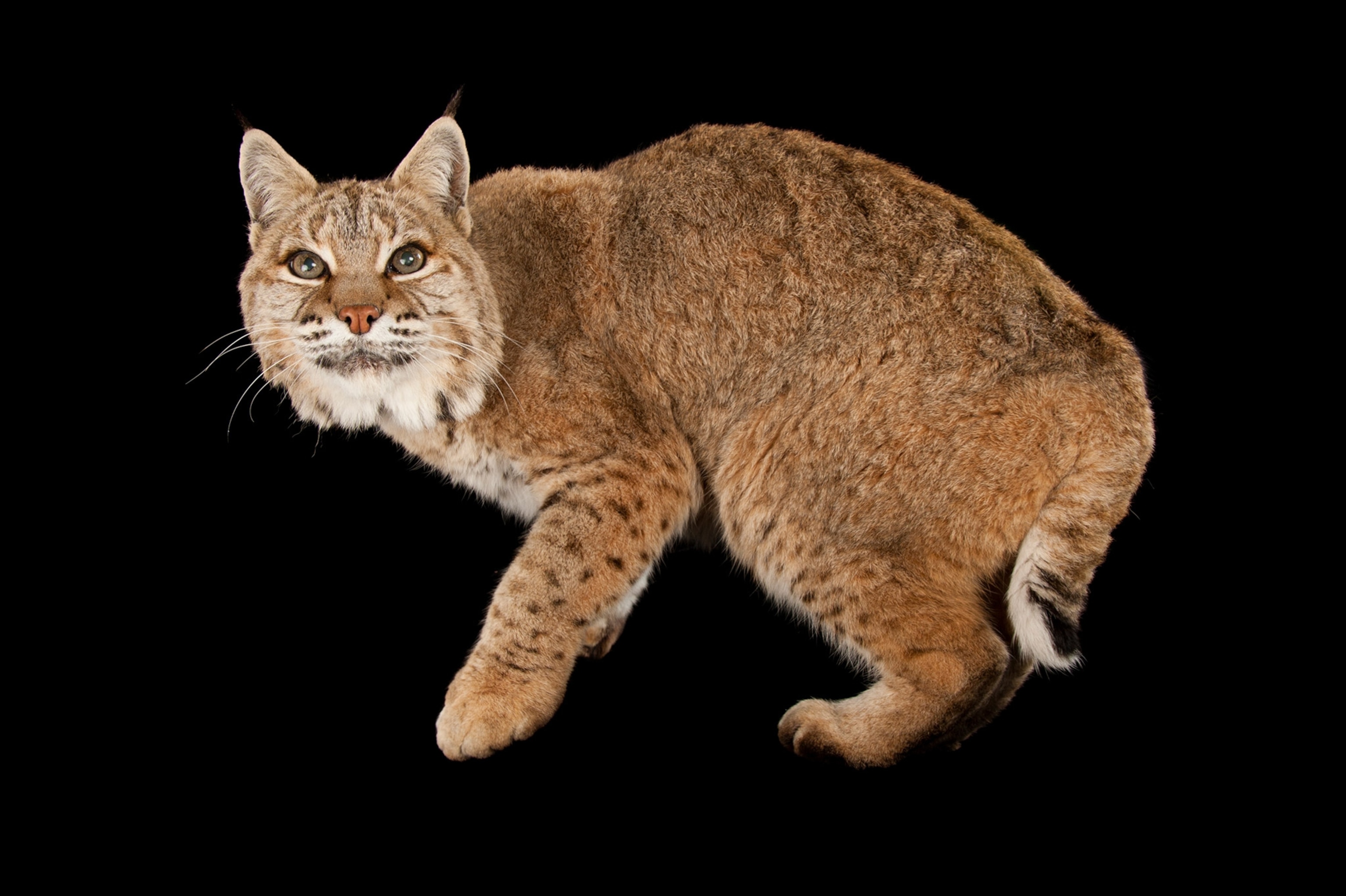 a bobcat