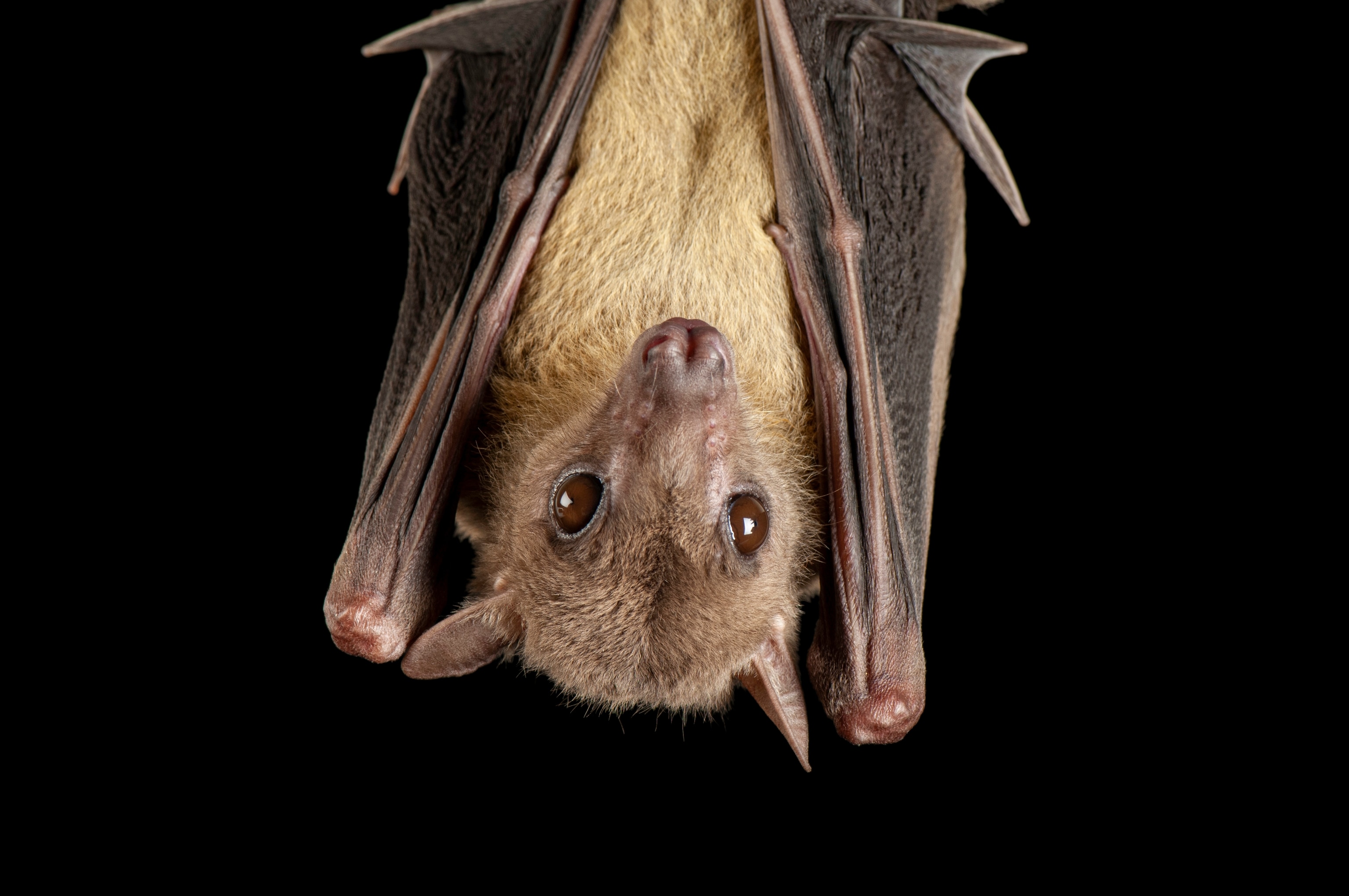 Close-up of a light-brown bat with eyes open, wings folded around it, hanging upside down against a black background.
