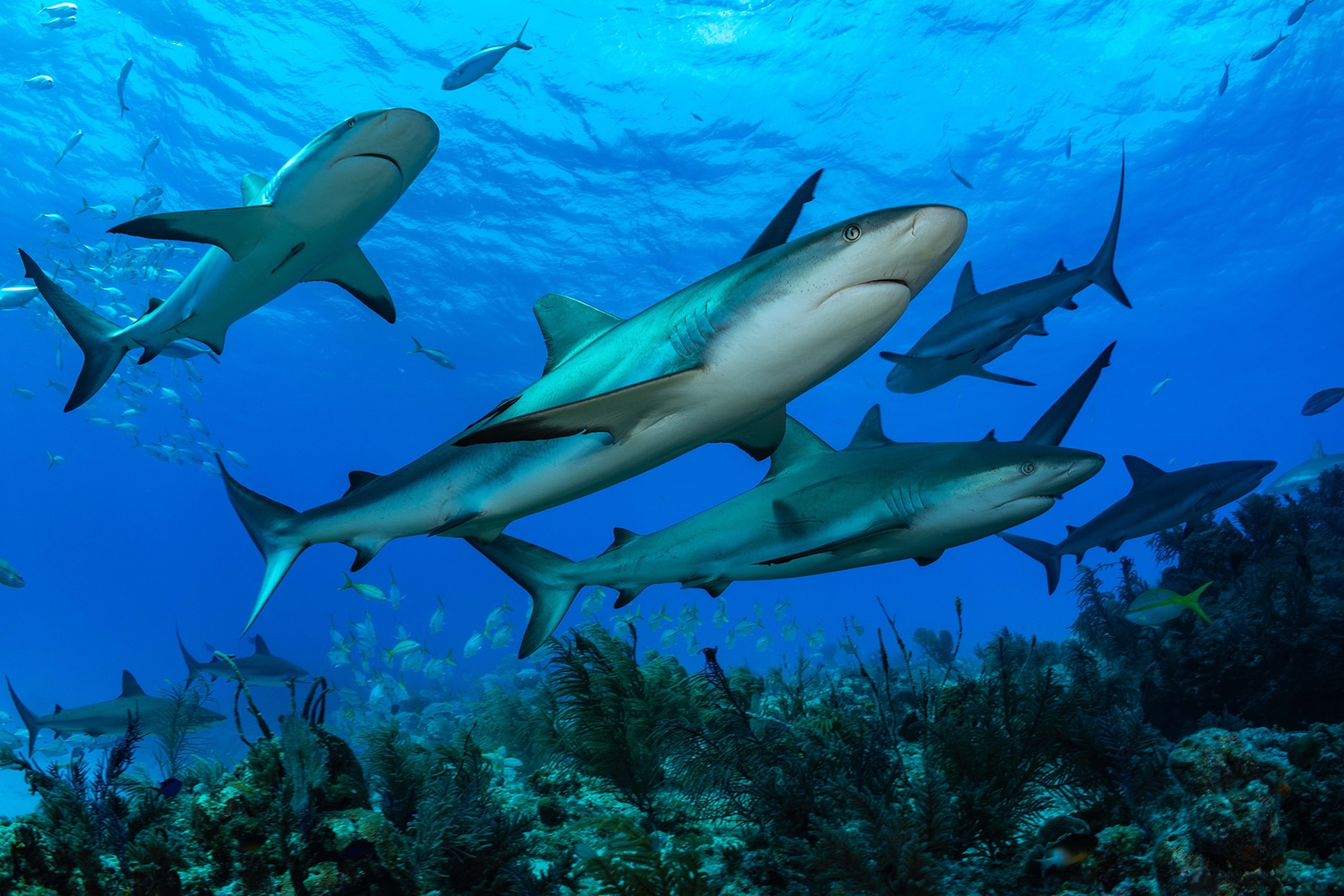 Group of Sharks swim pictured from a low angle with bits of like reflecting on shark in foreground.