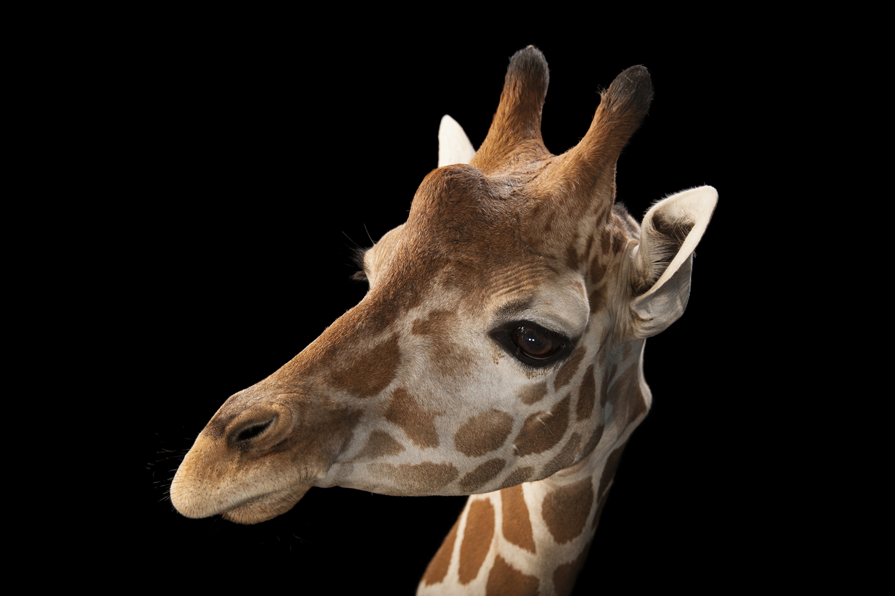 a reticulated giraffe