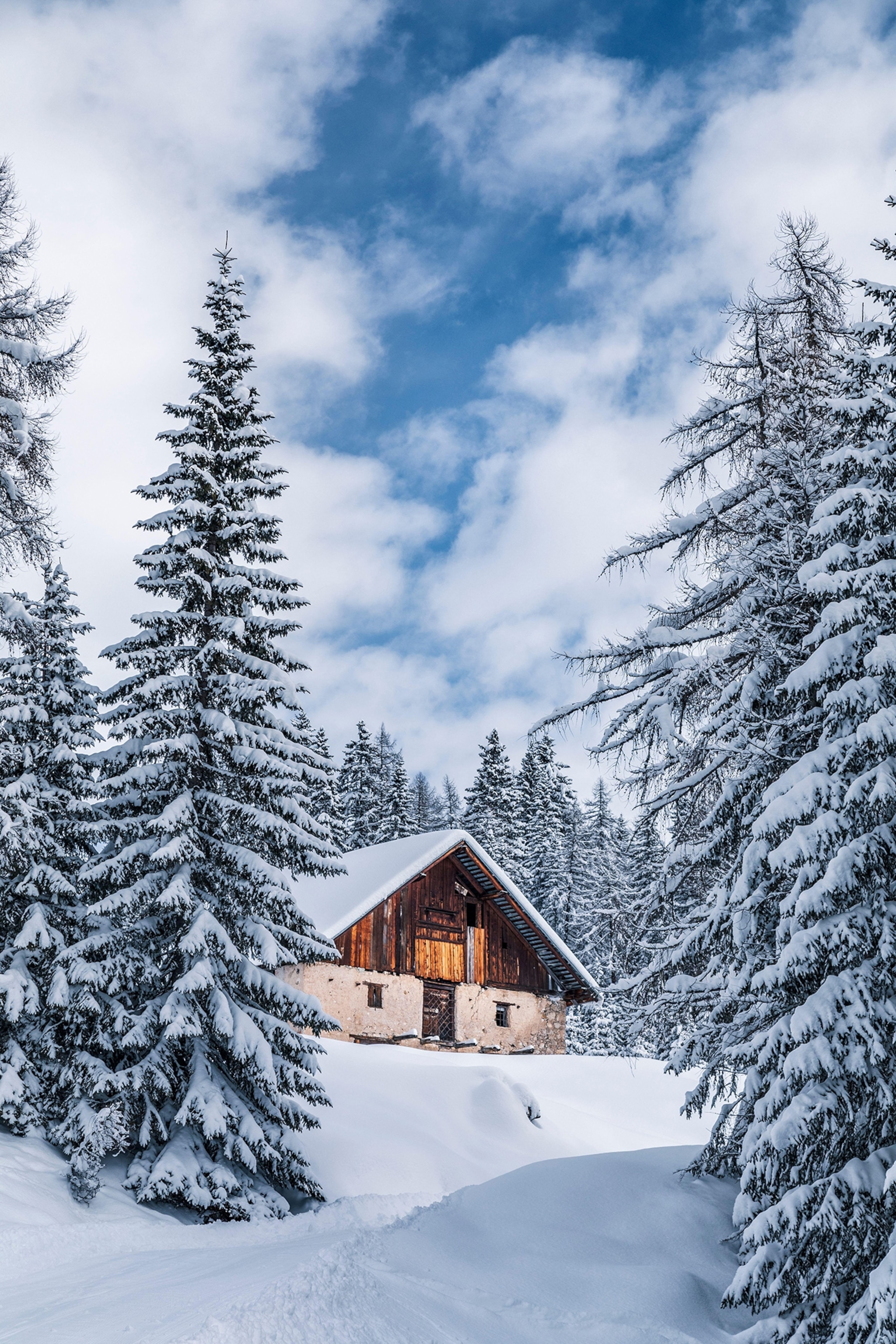 Snowy forest near Fedarola alm, winter in Dolomites, Cortina d'Ampezzo, Belluno, Veneto, Italy