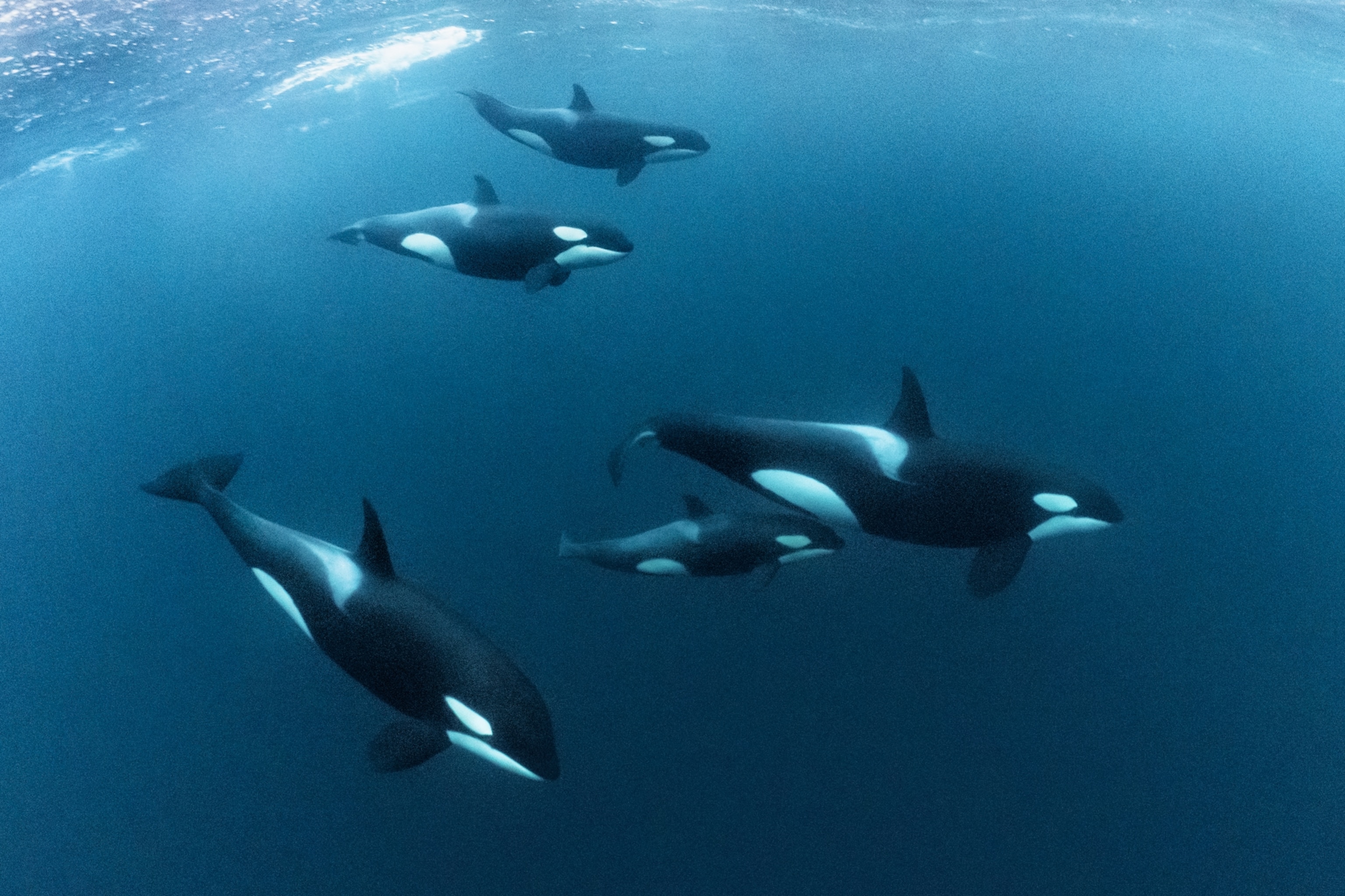 An orca calf swims close to its mother, as part of a larger pod of orcas that are foraging for herring in the blue waters of northern Norway.
