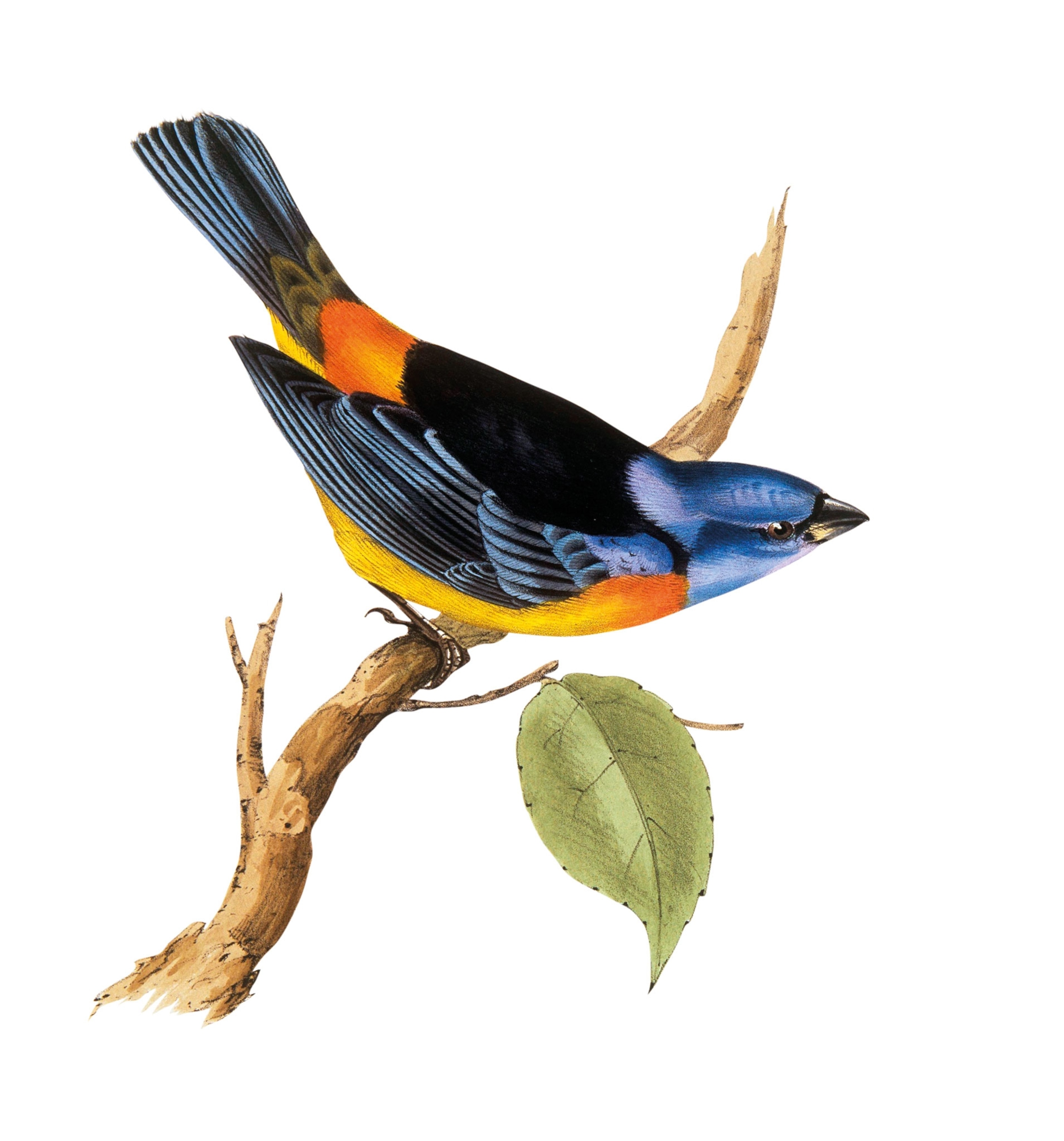 A drawing of a bird