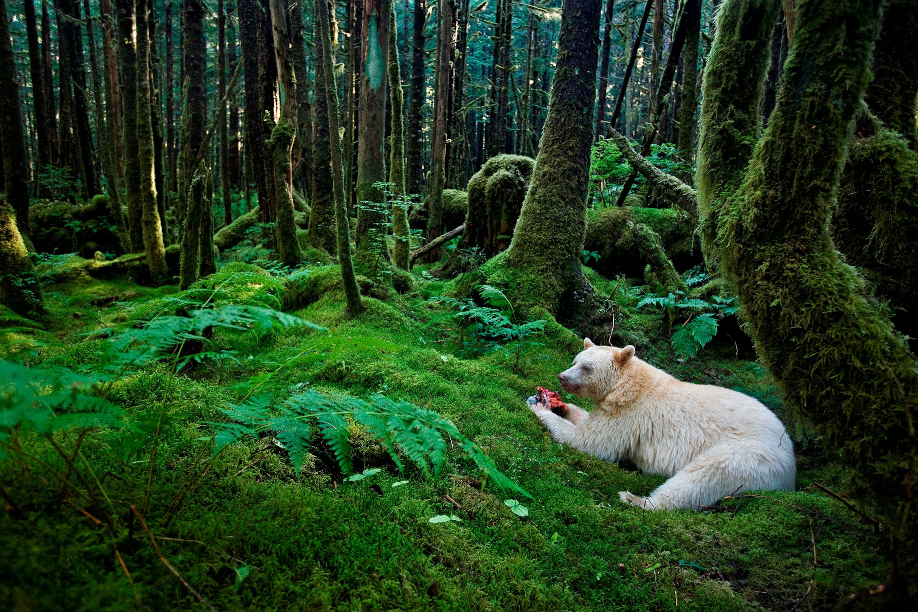 a bear eating