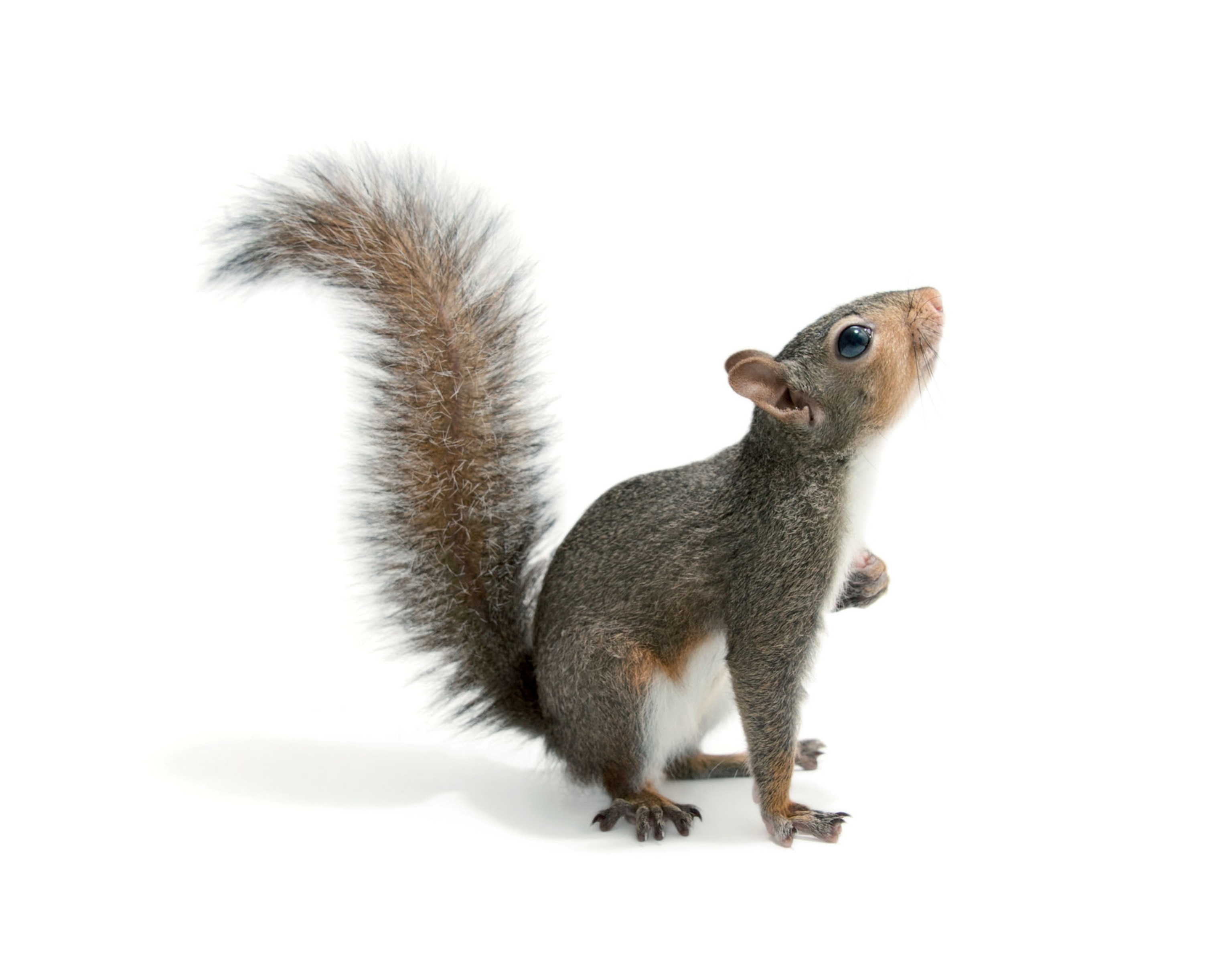 the side of a grey squirrel looking up on a white background