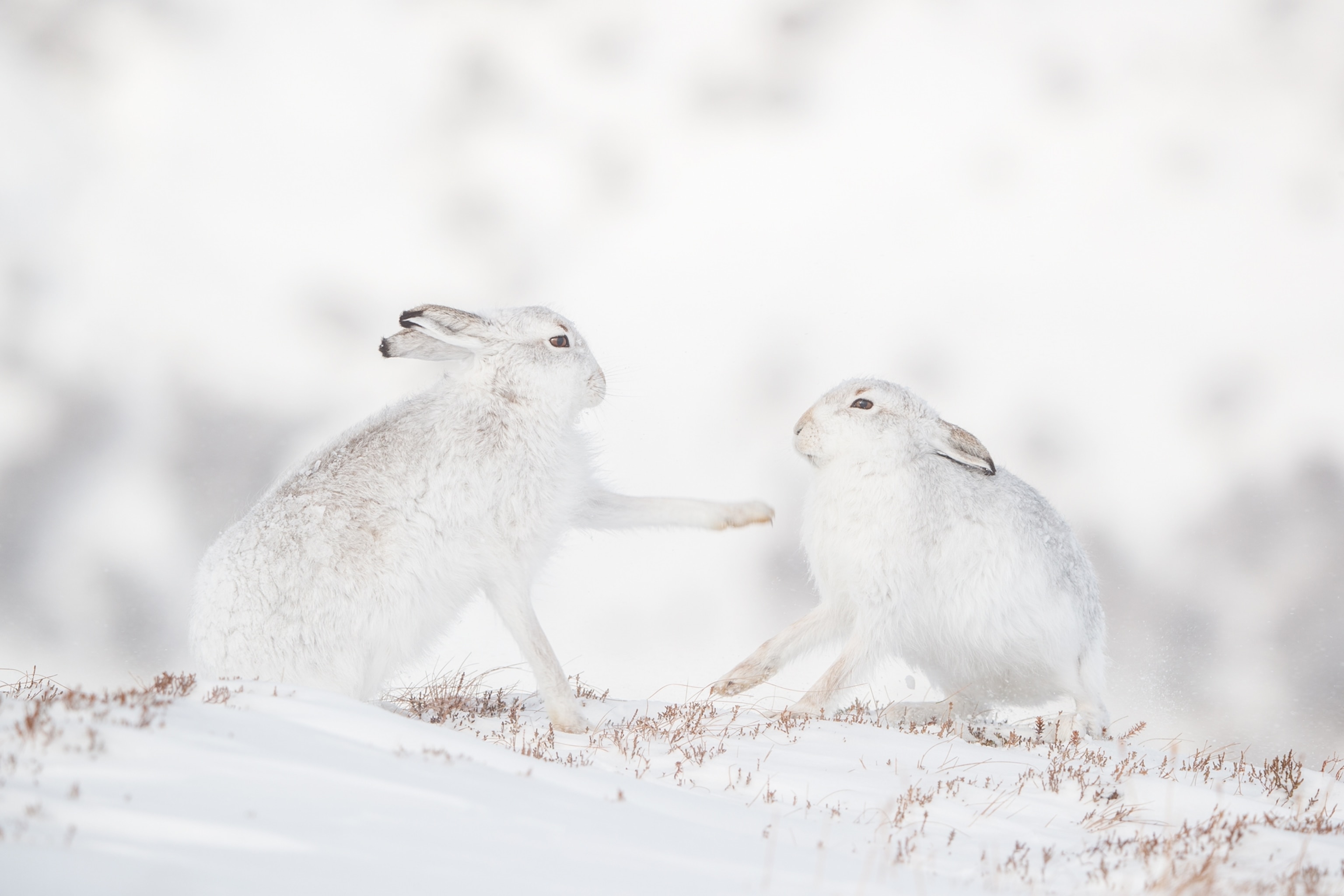 Picture of two hares inspecting one another gently with their noses back and forth.