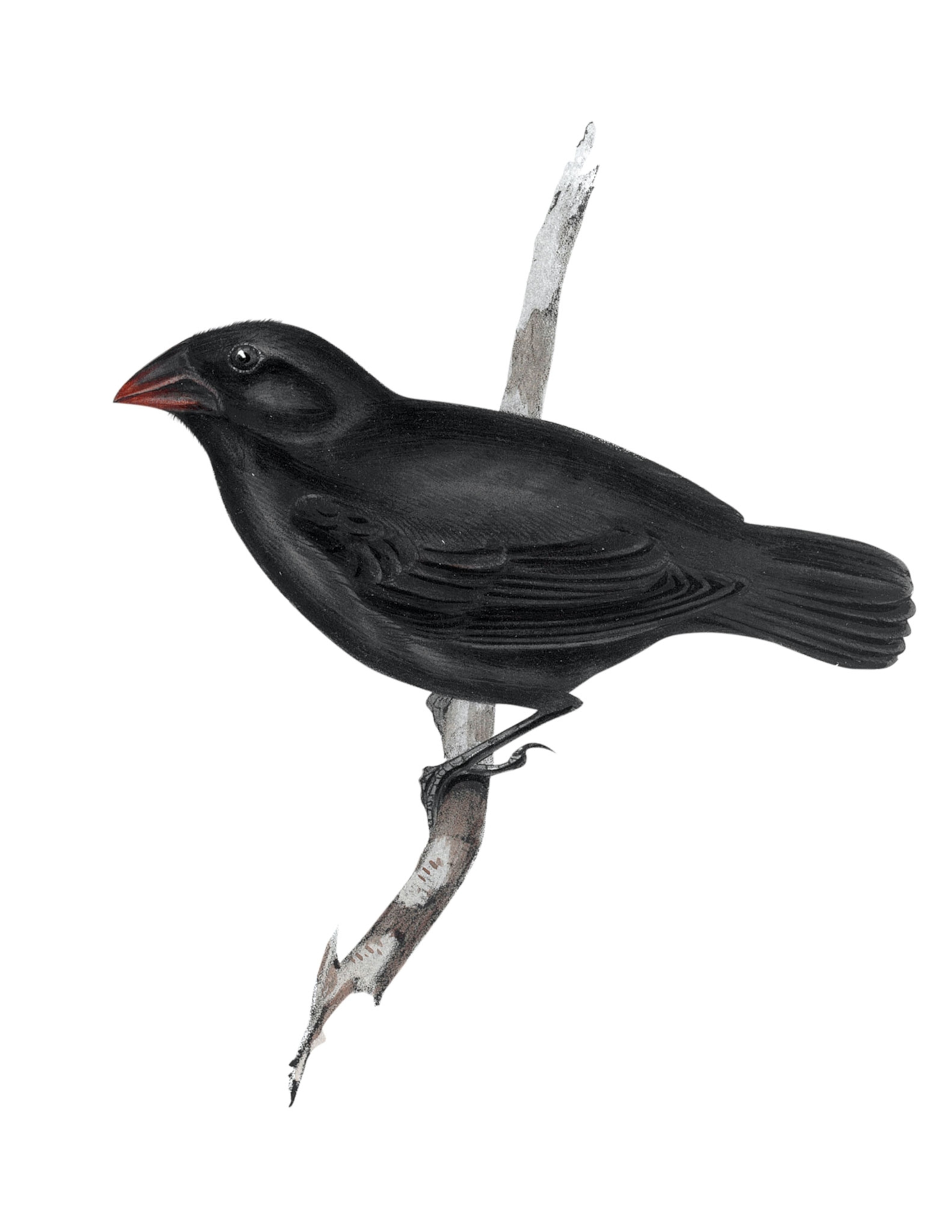 a dark bird