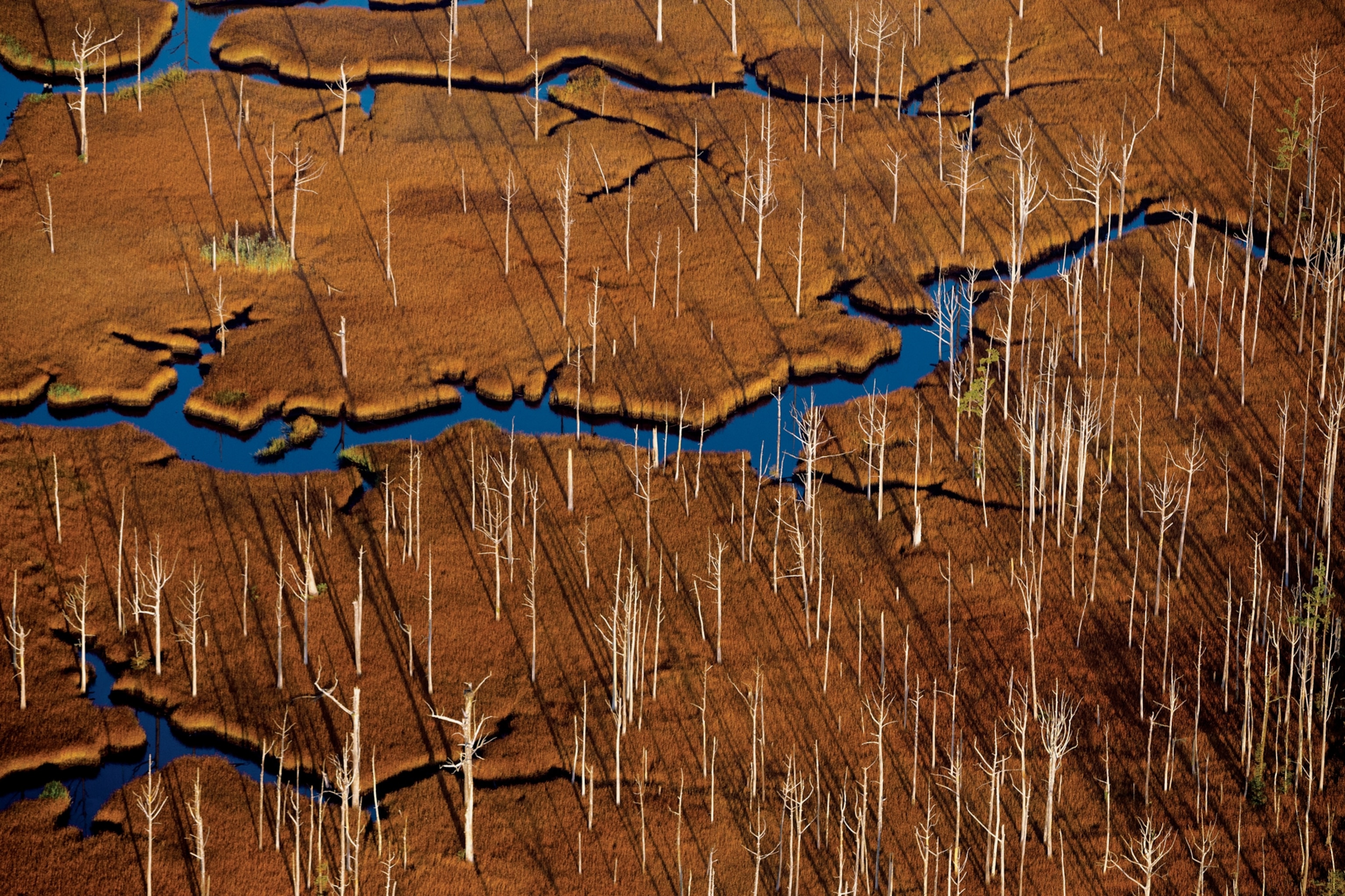 Picture of dead forest in seawater swamp.