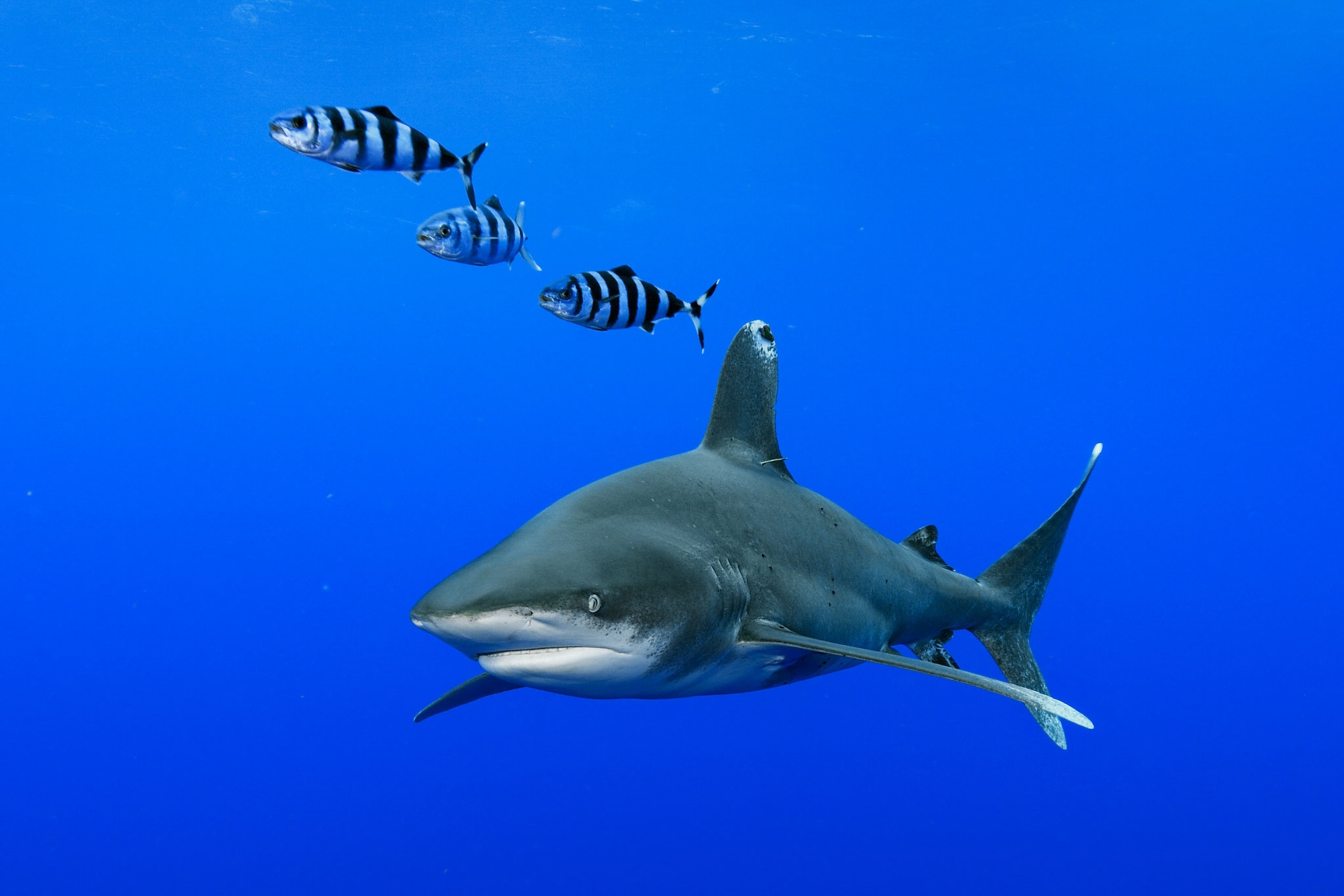 an oceanic whitetip shark