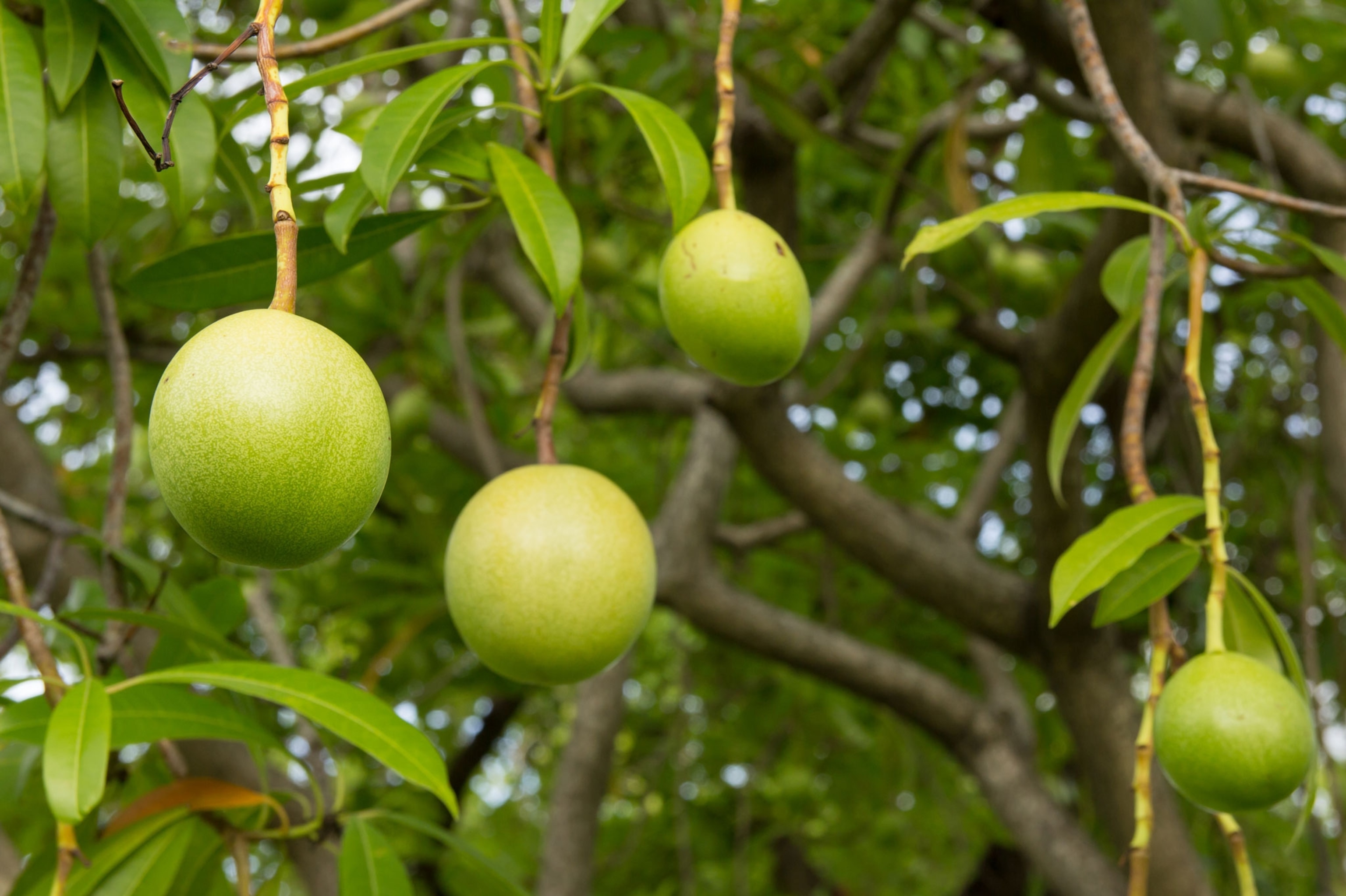 Four, green, round fruits handing from a tree.