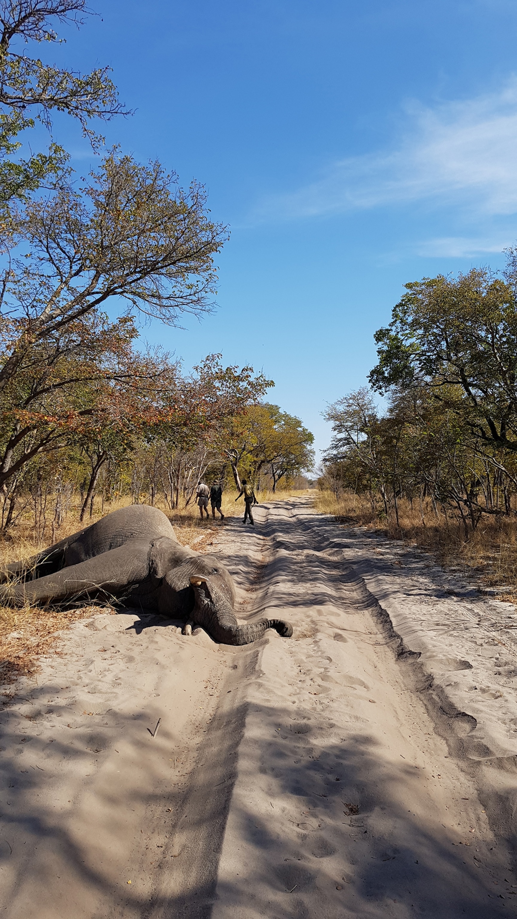 An elephant's body is on the ground.