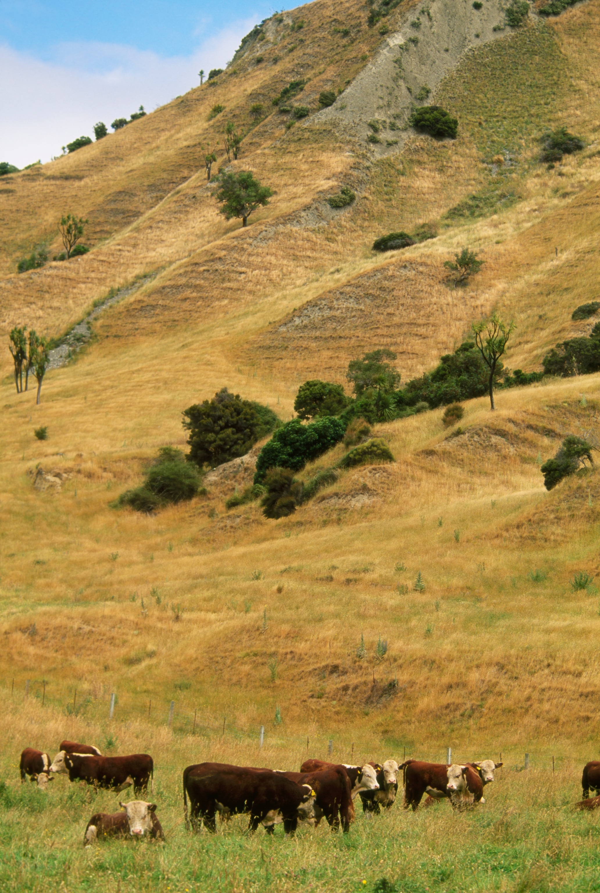 Only a few green patches are left on land cows have been grazing they sit and stand at the front of the photograph.