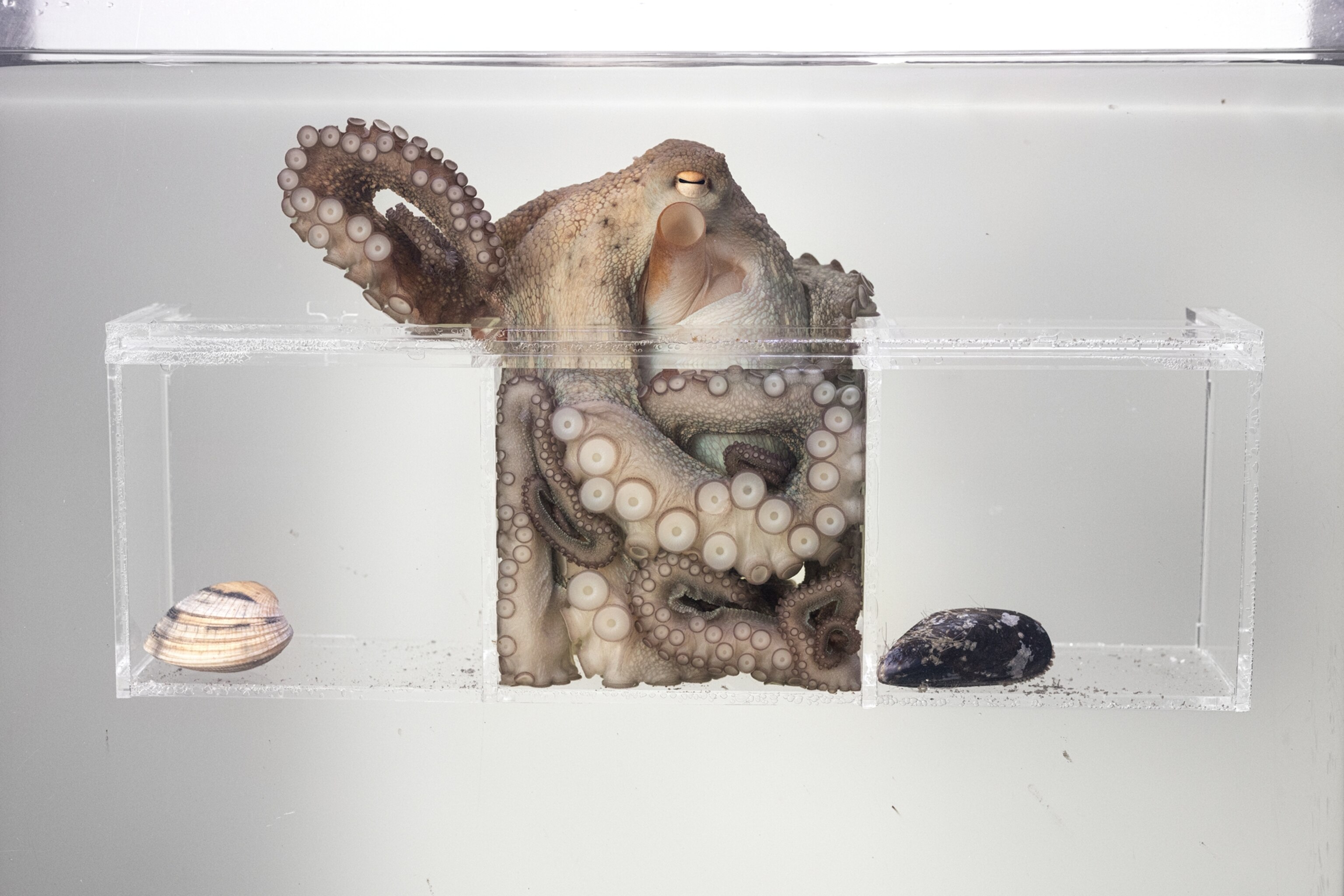 Octopus squeezes its body into small container.