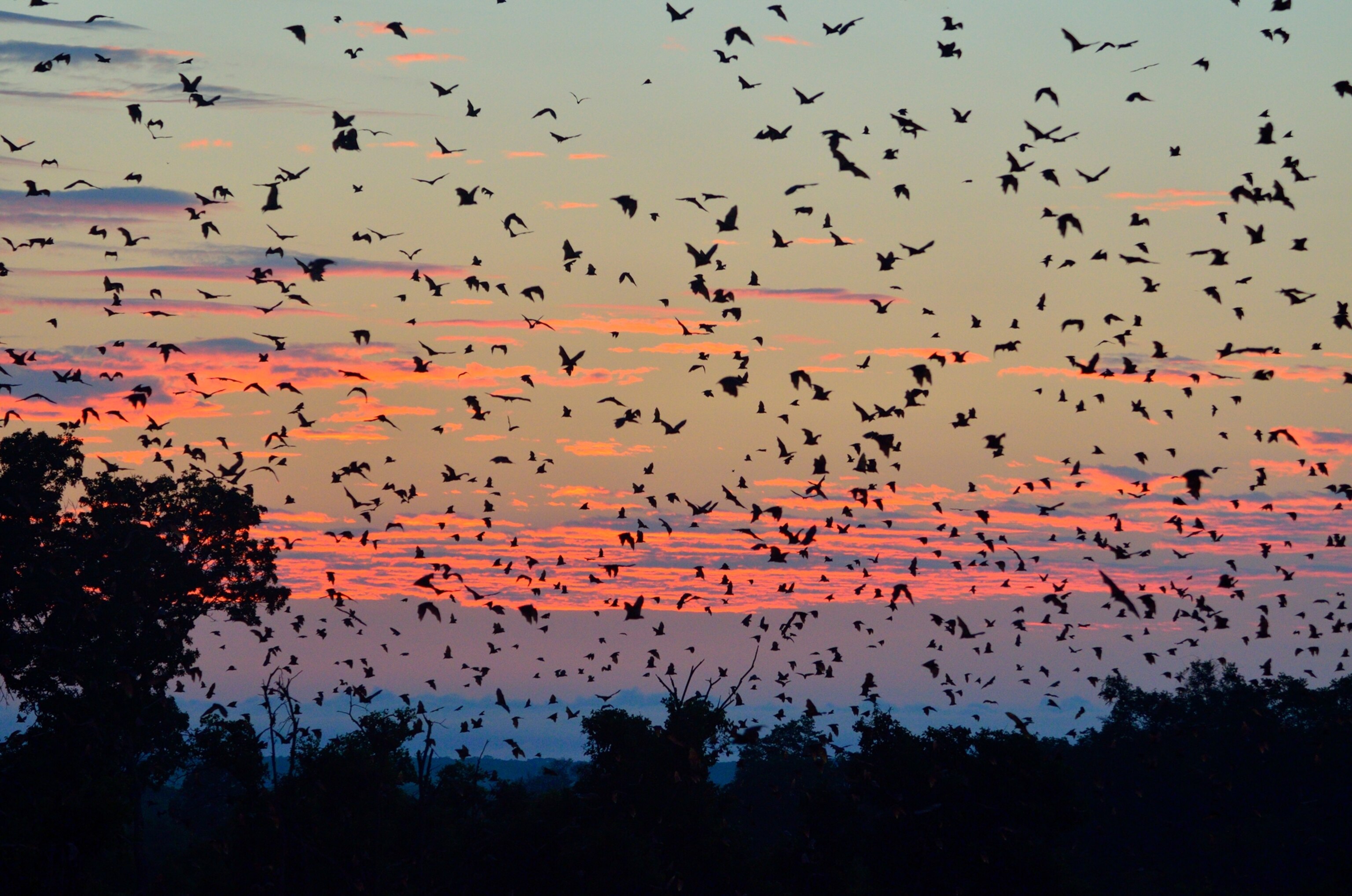 Straw-coloured Fruit Bats in flight at first light of day
