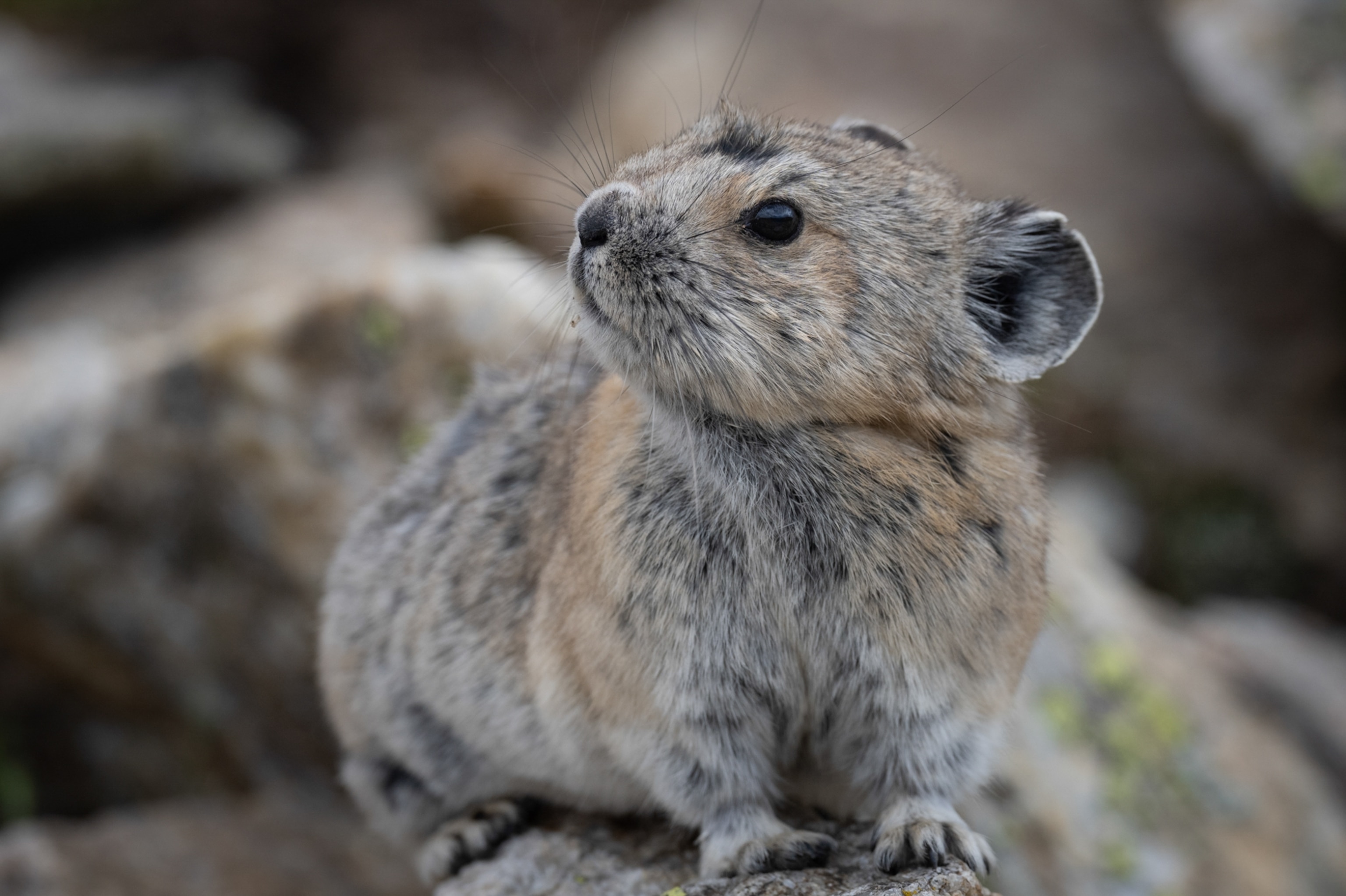 Picture of a small light colored Pika on a rock