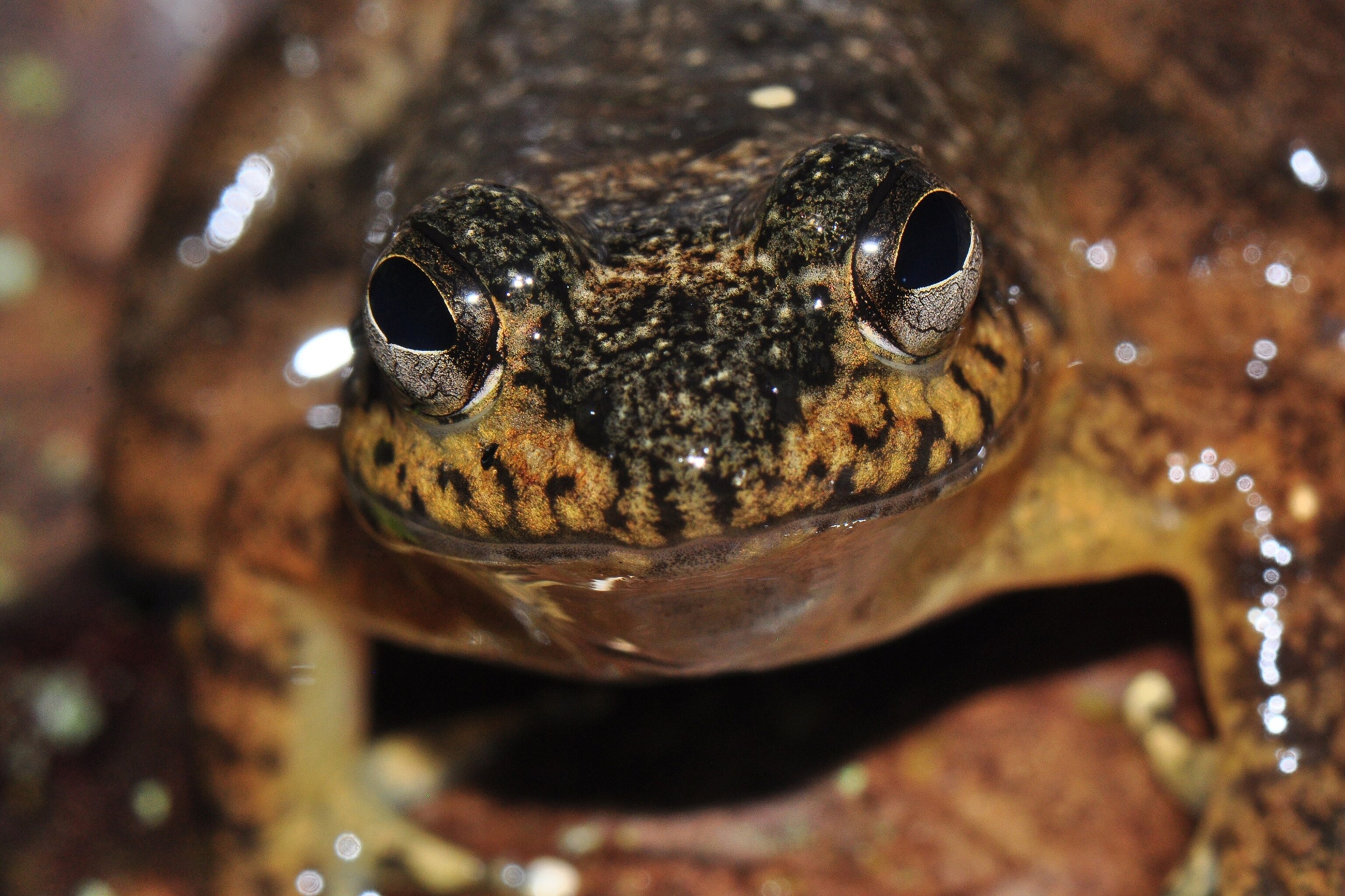 a large frog