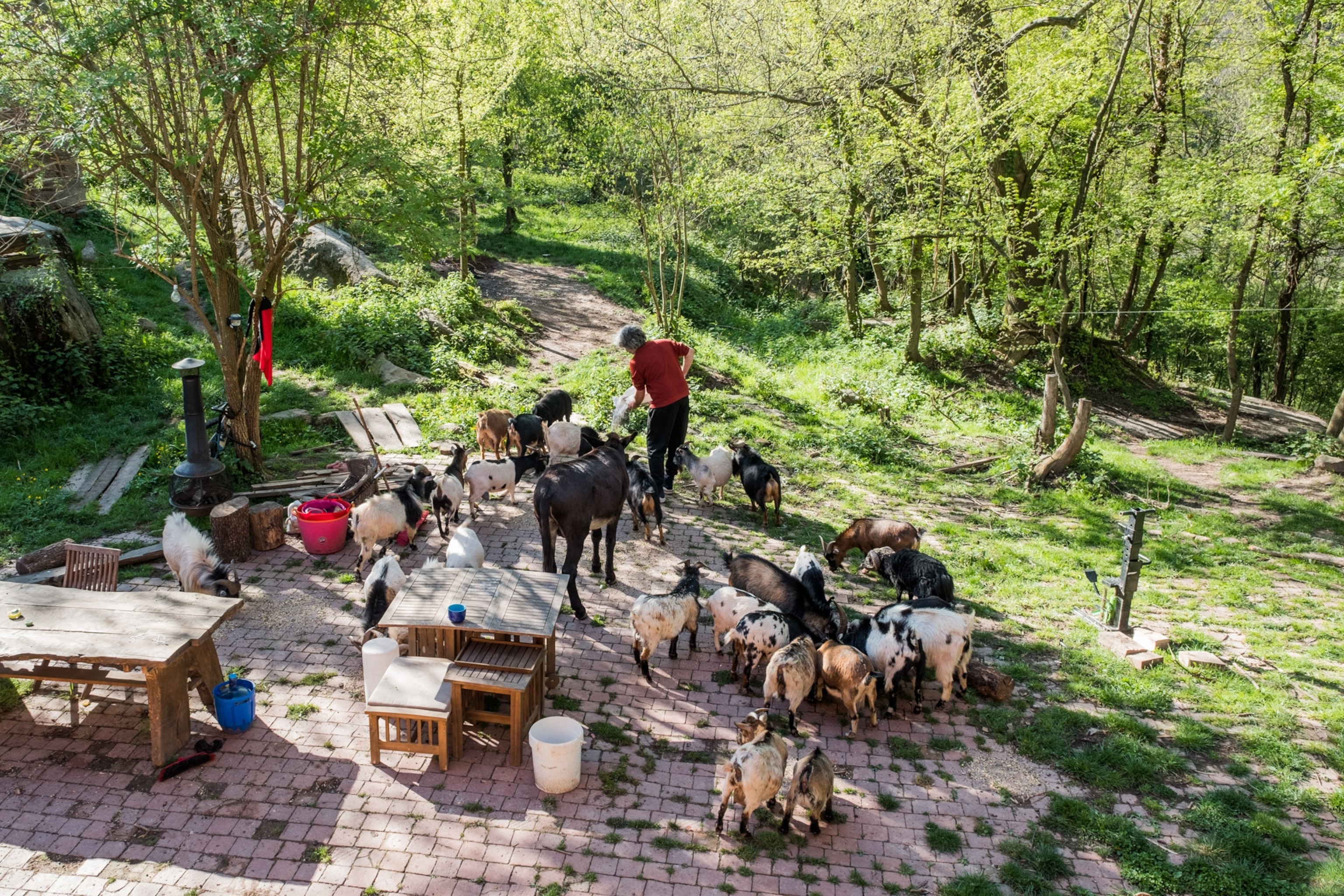 A man feeding animals in front of his home.