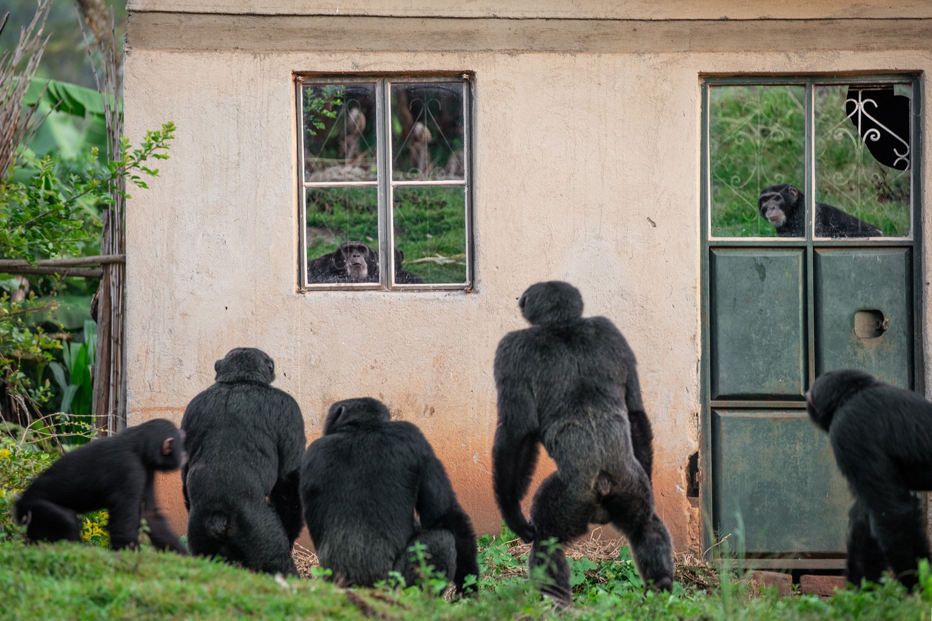 Picture of chimpanzees wondering at own reflections in windows of house.