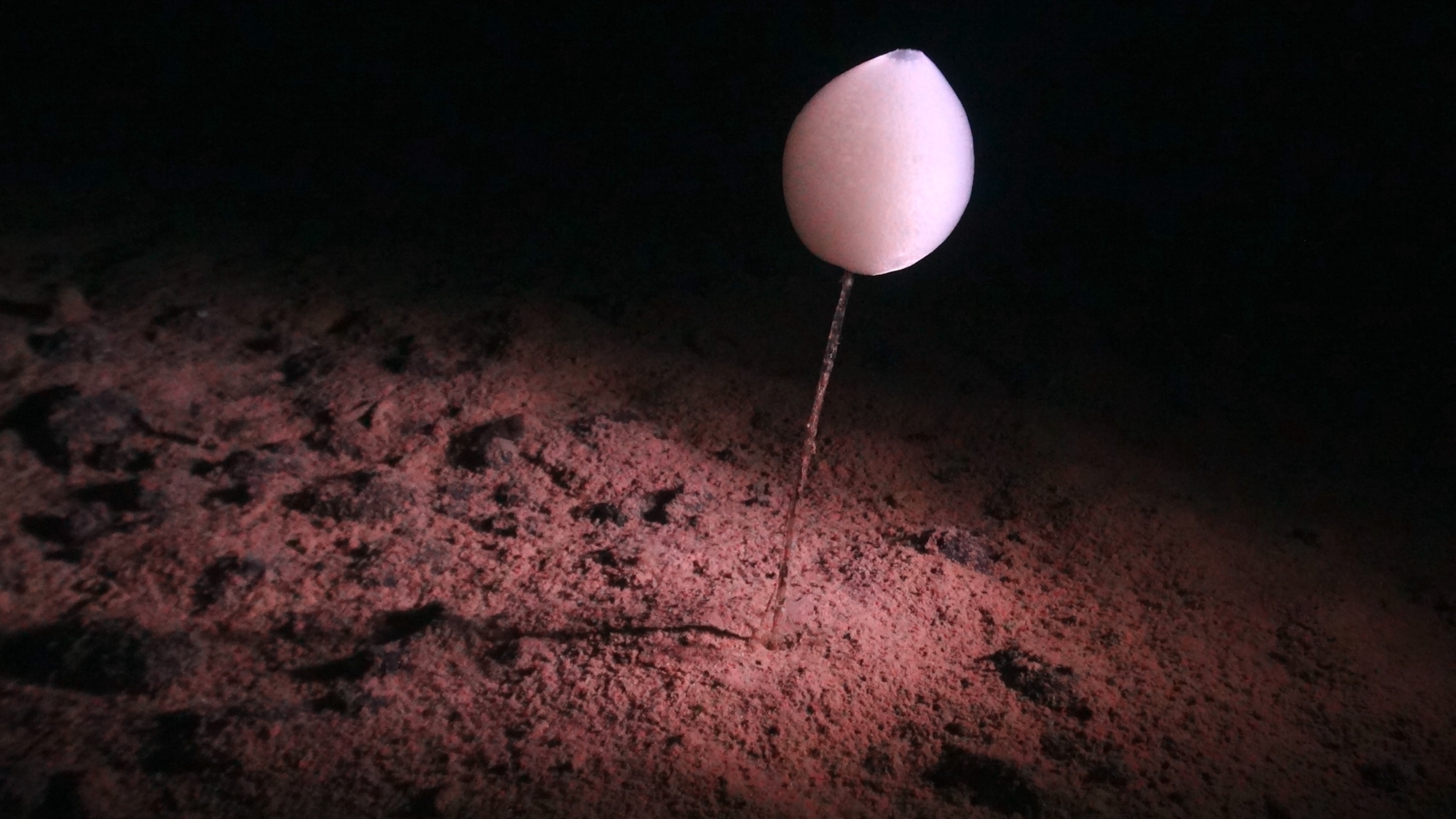A ping pong sponge, which appears as a white bulb growing on the end of a stalk.