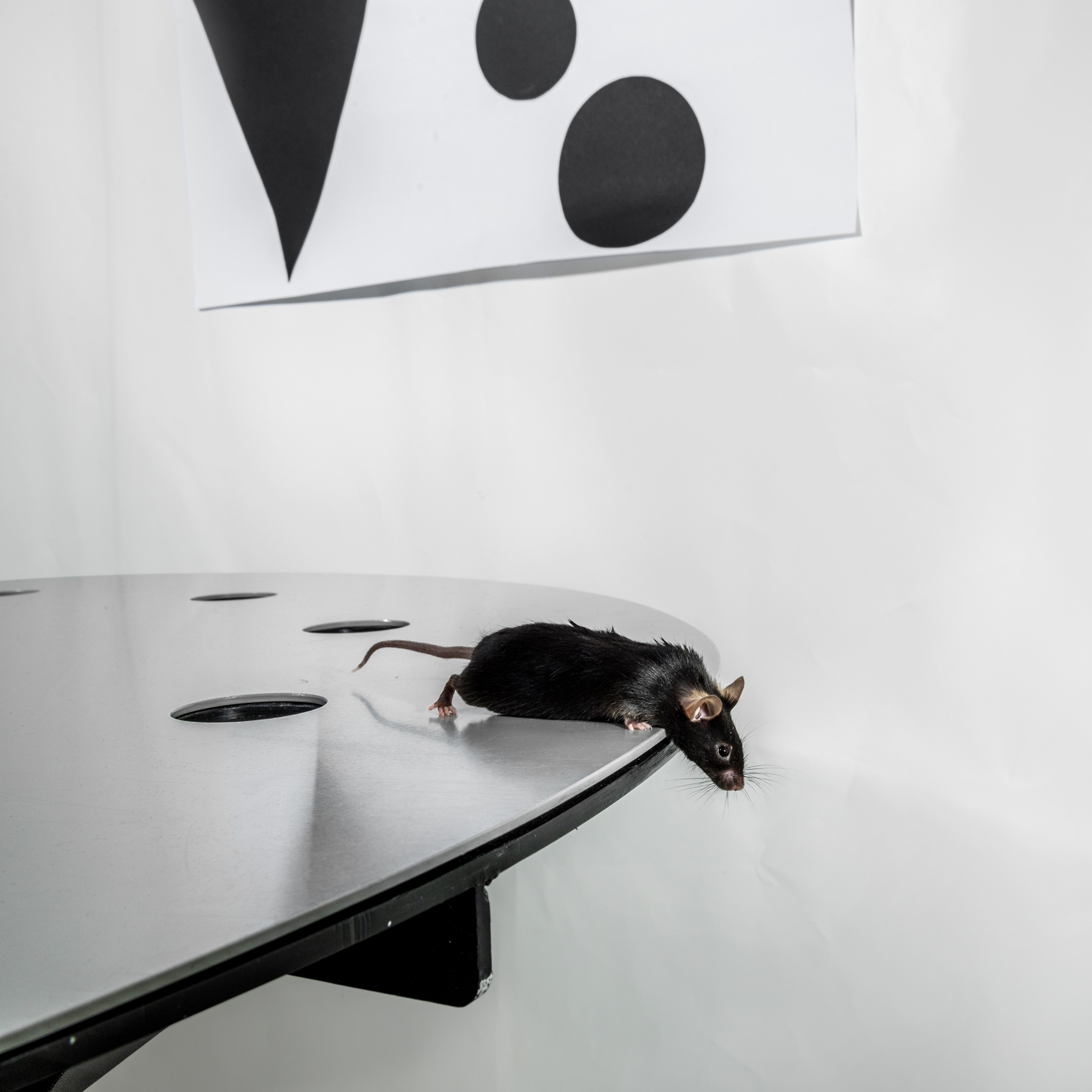 A black mouse on a silver table looks down over the edge.