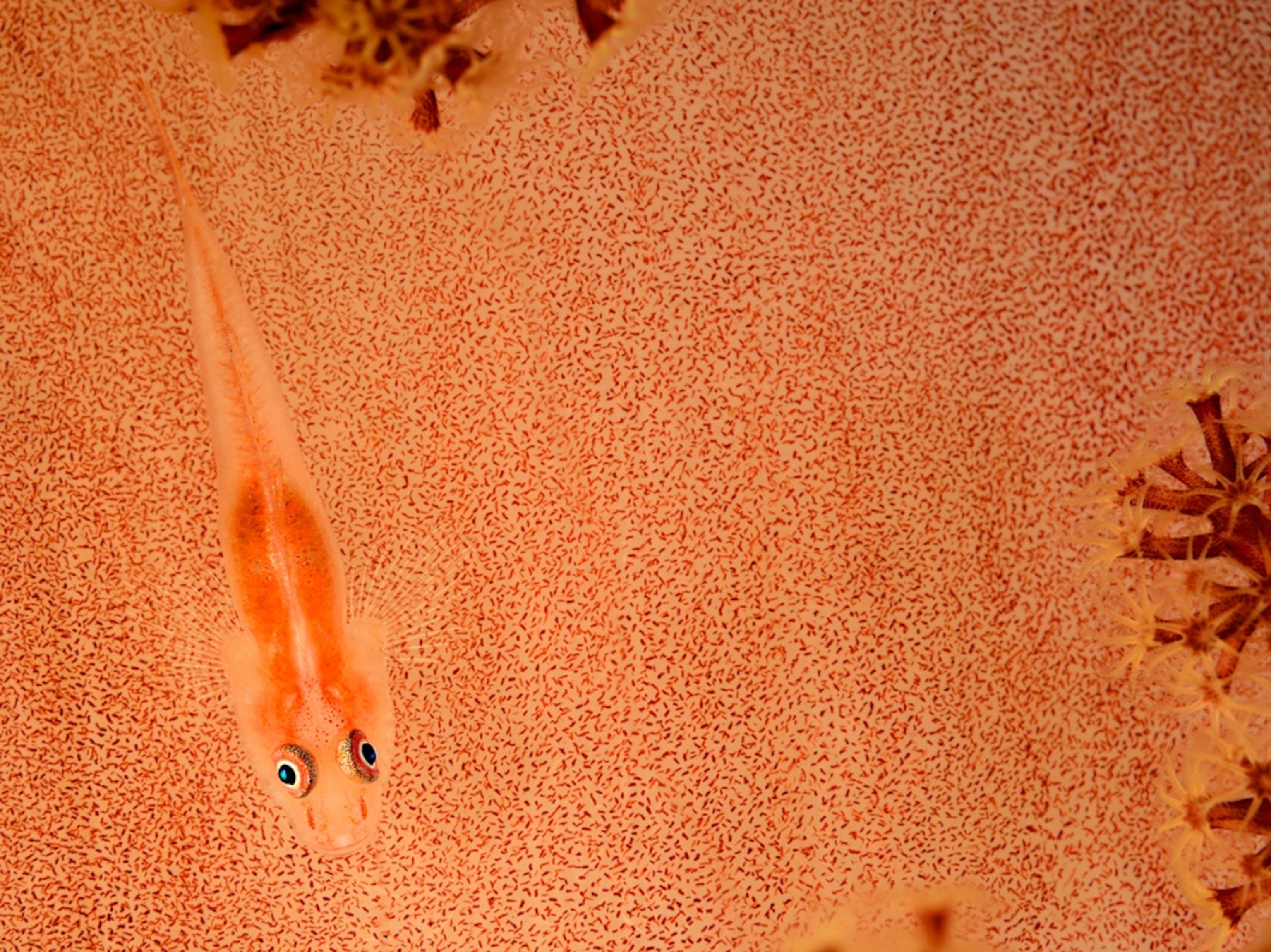 A coral goby on soft coral