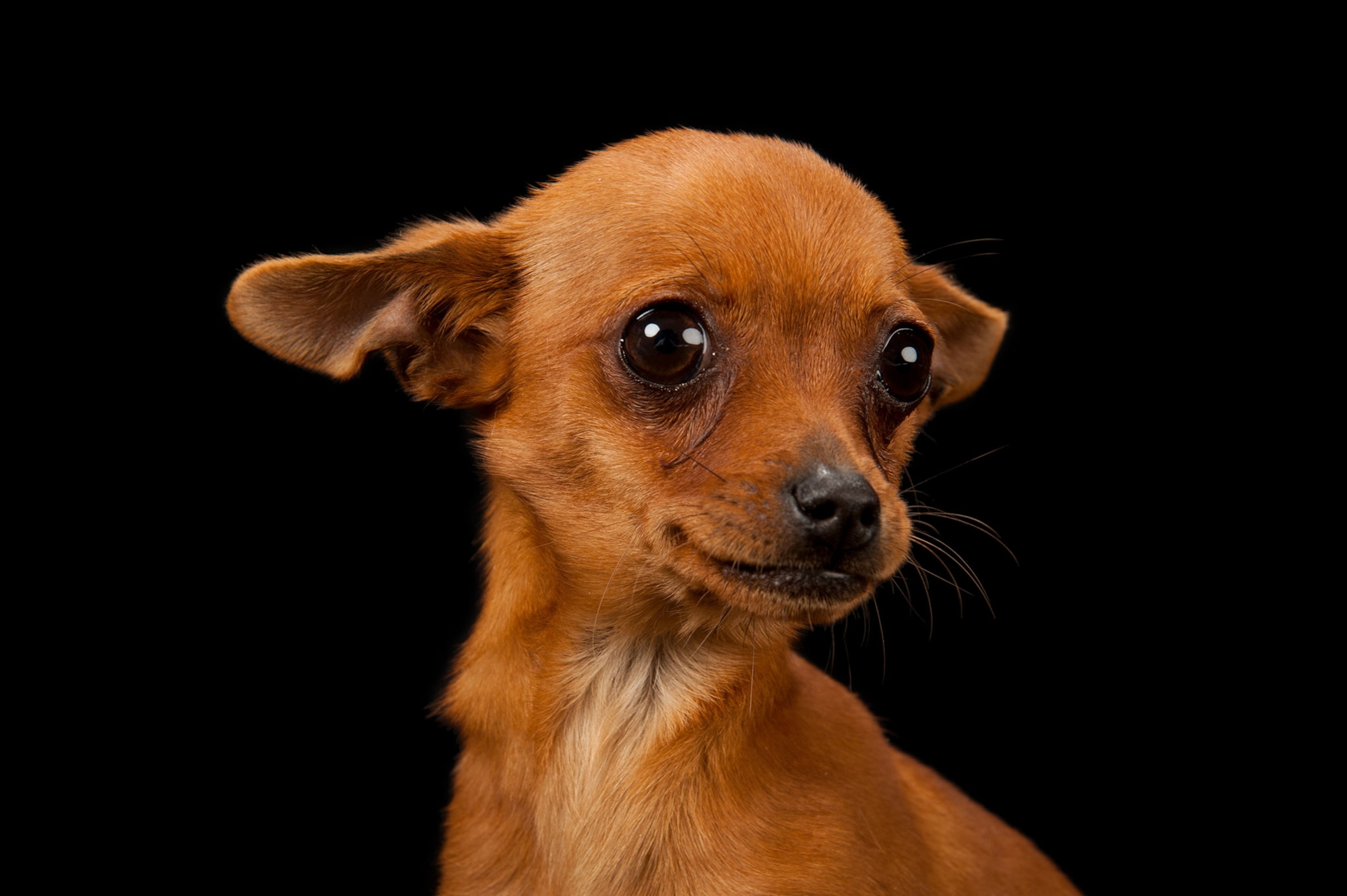 a chihuahua