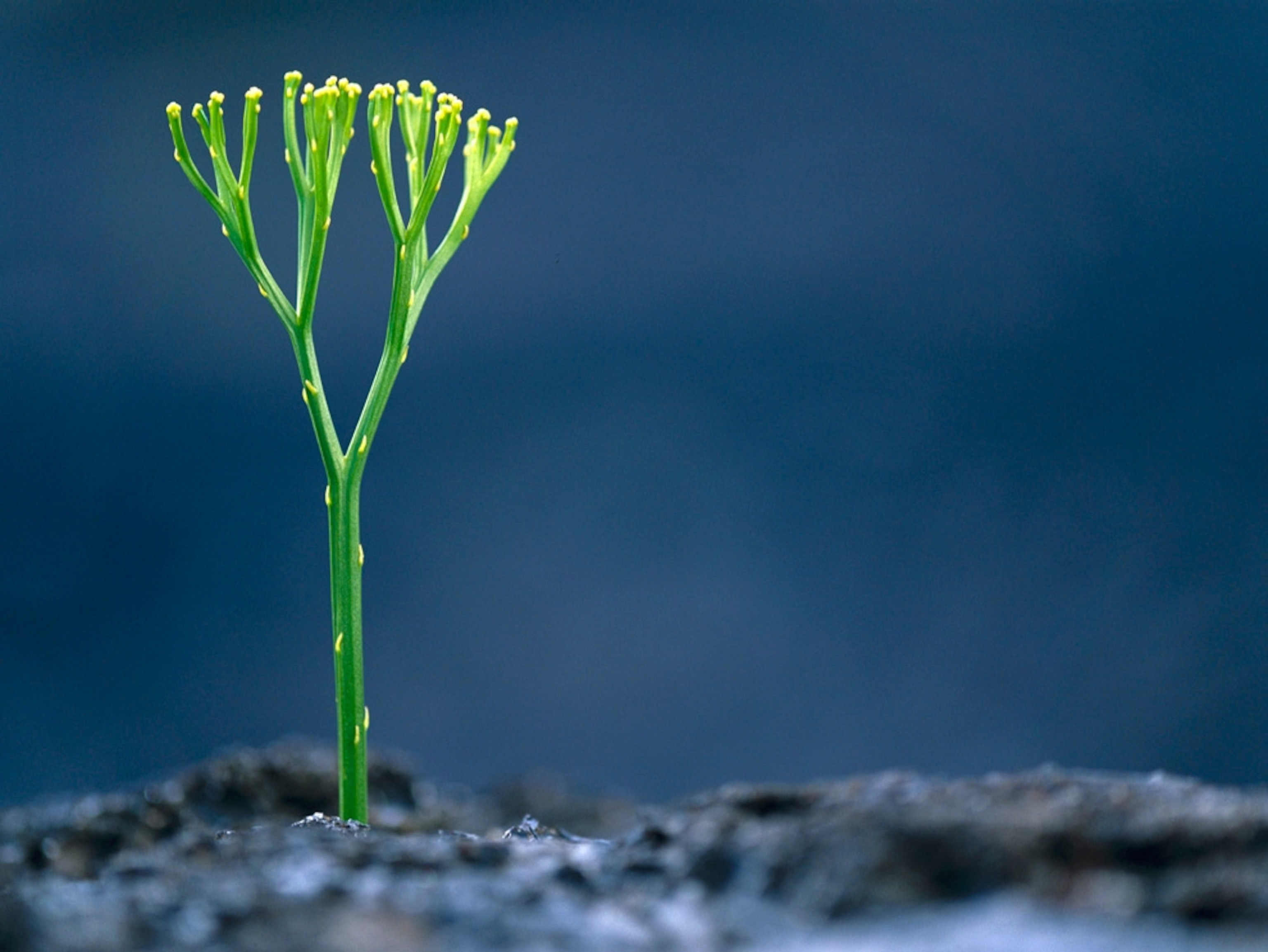 A fern growing from cooled lava
