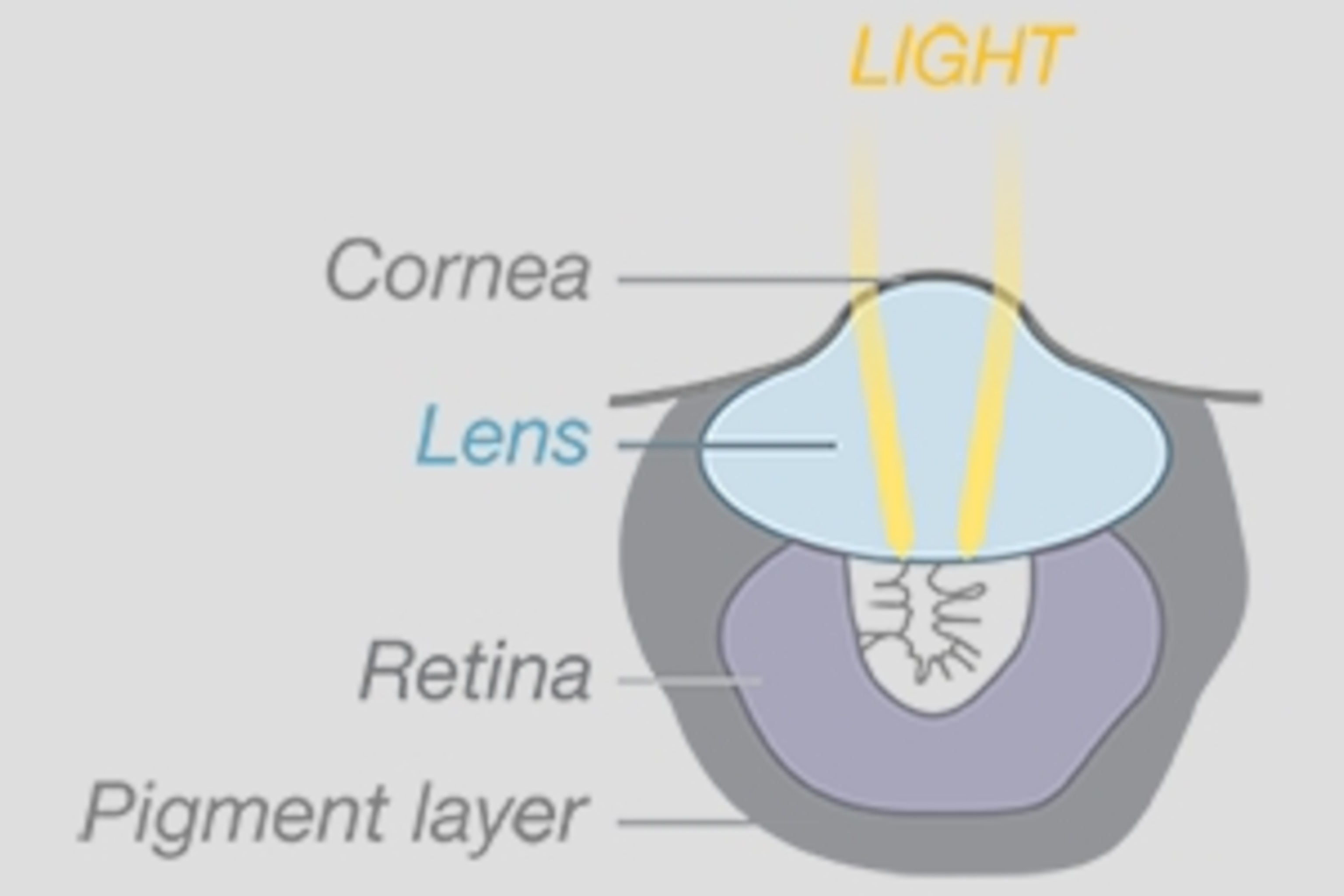 Graphic showing the internal detail of a West Indian fuzzy chiton eye