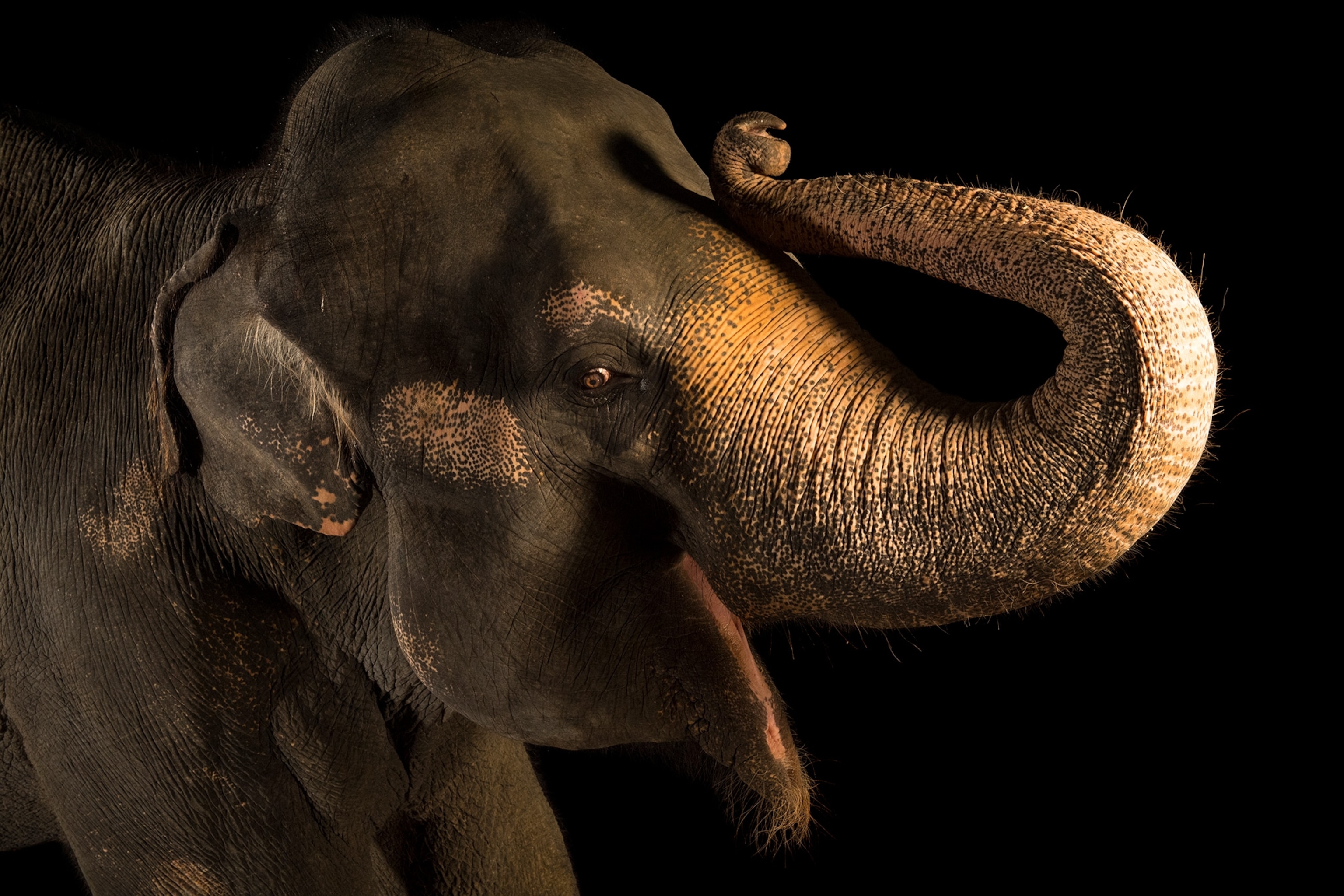 an Asian elephant