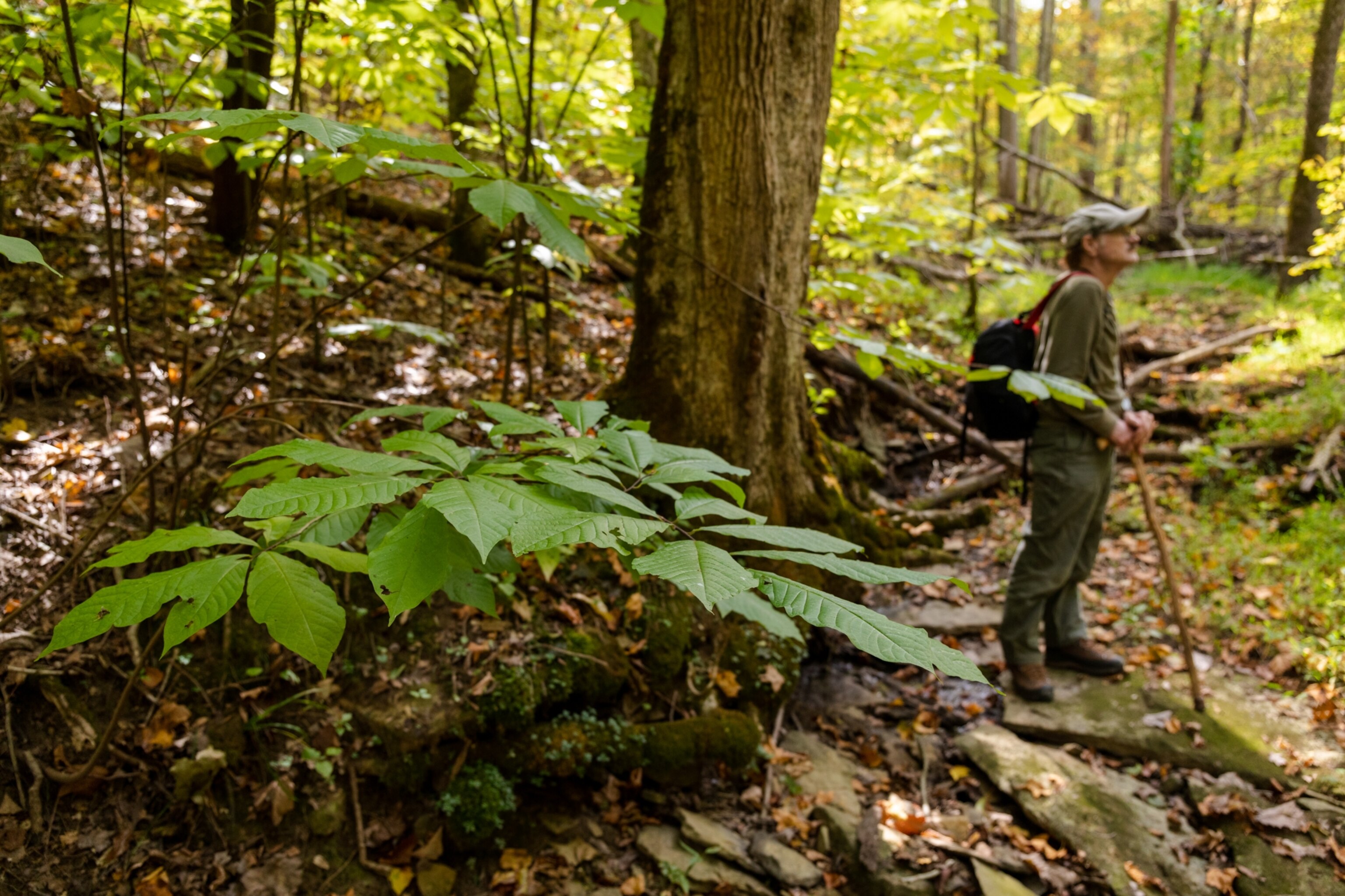 Botanist Lynn Garrison surveys a hillside forrest for pawpaws bearing fruit