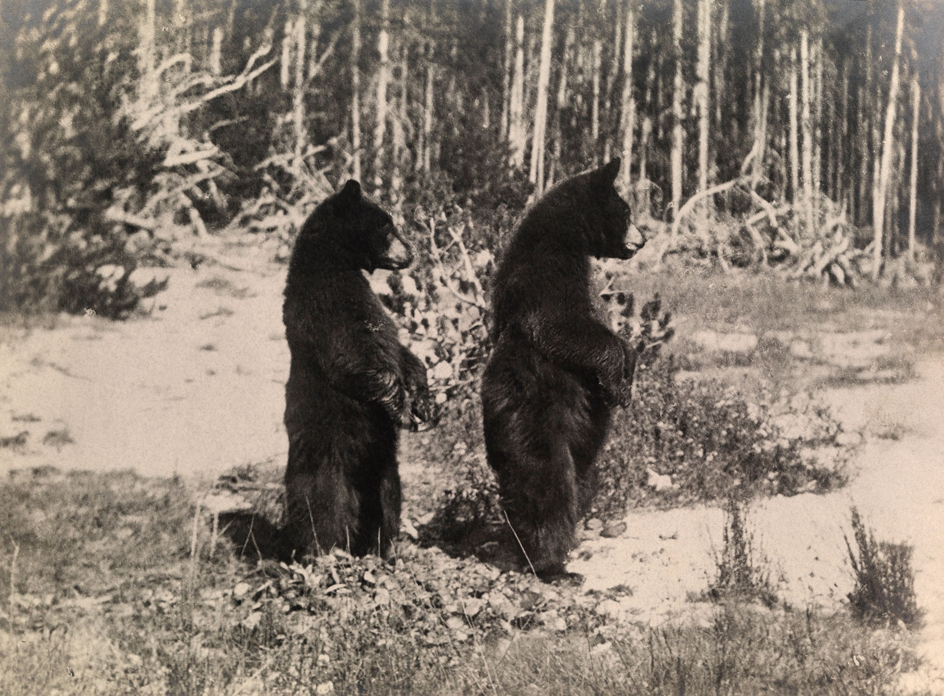 two black bears in national park.