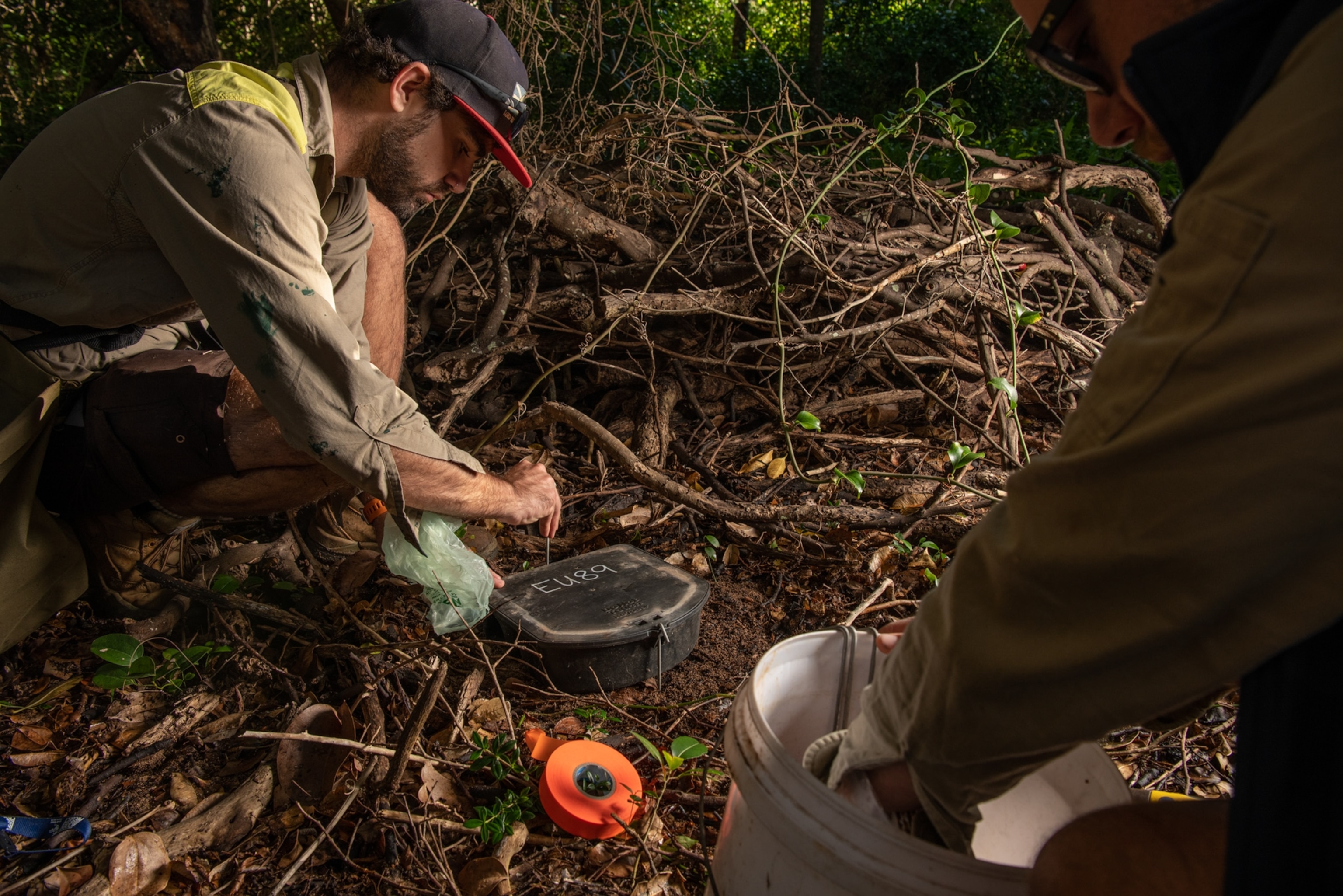 two biosecurity officers place black bait stations for rats