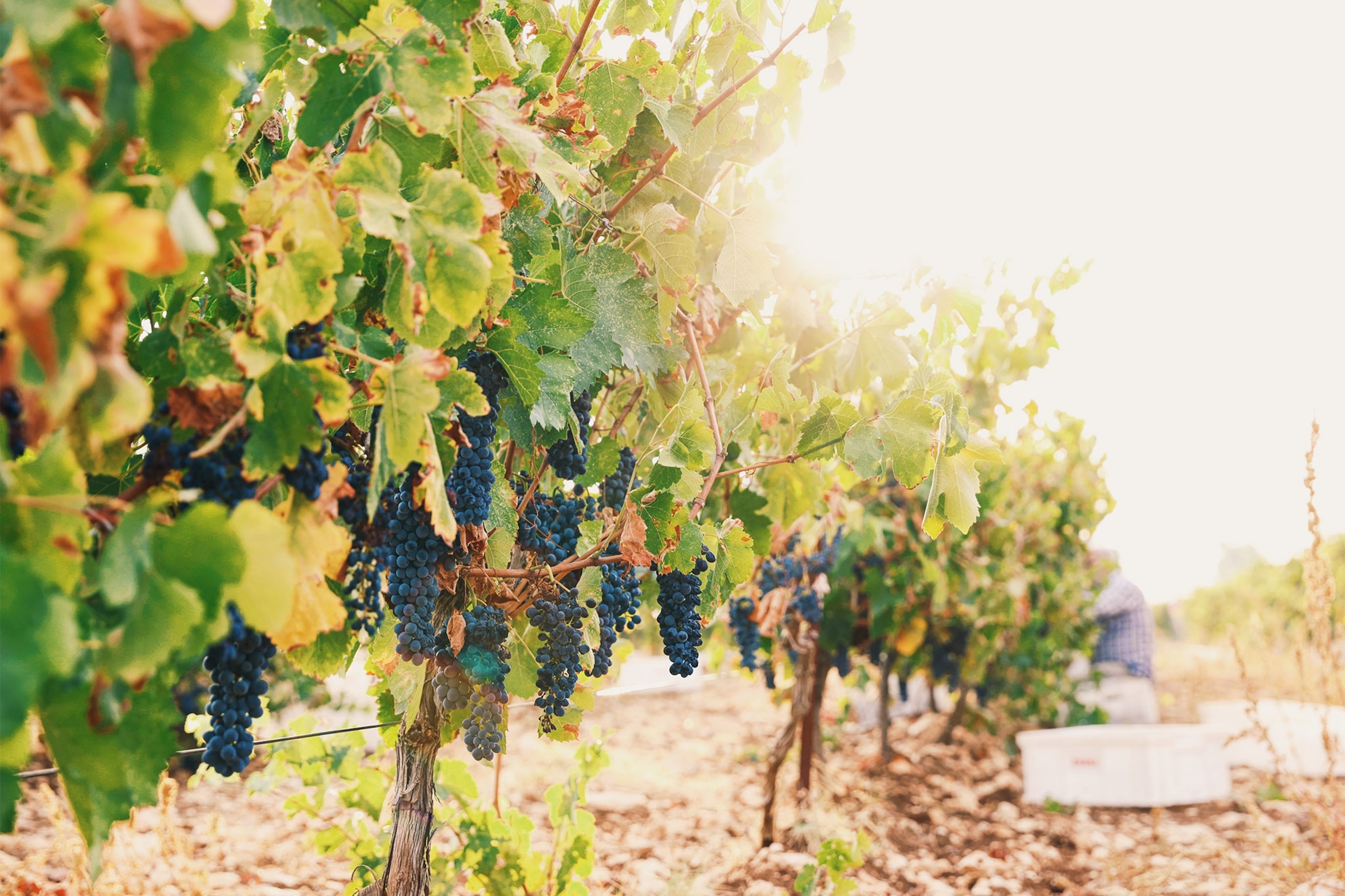 Grapes on vines in Çal, Turkey