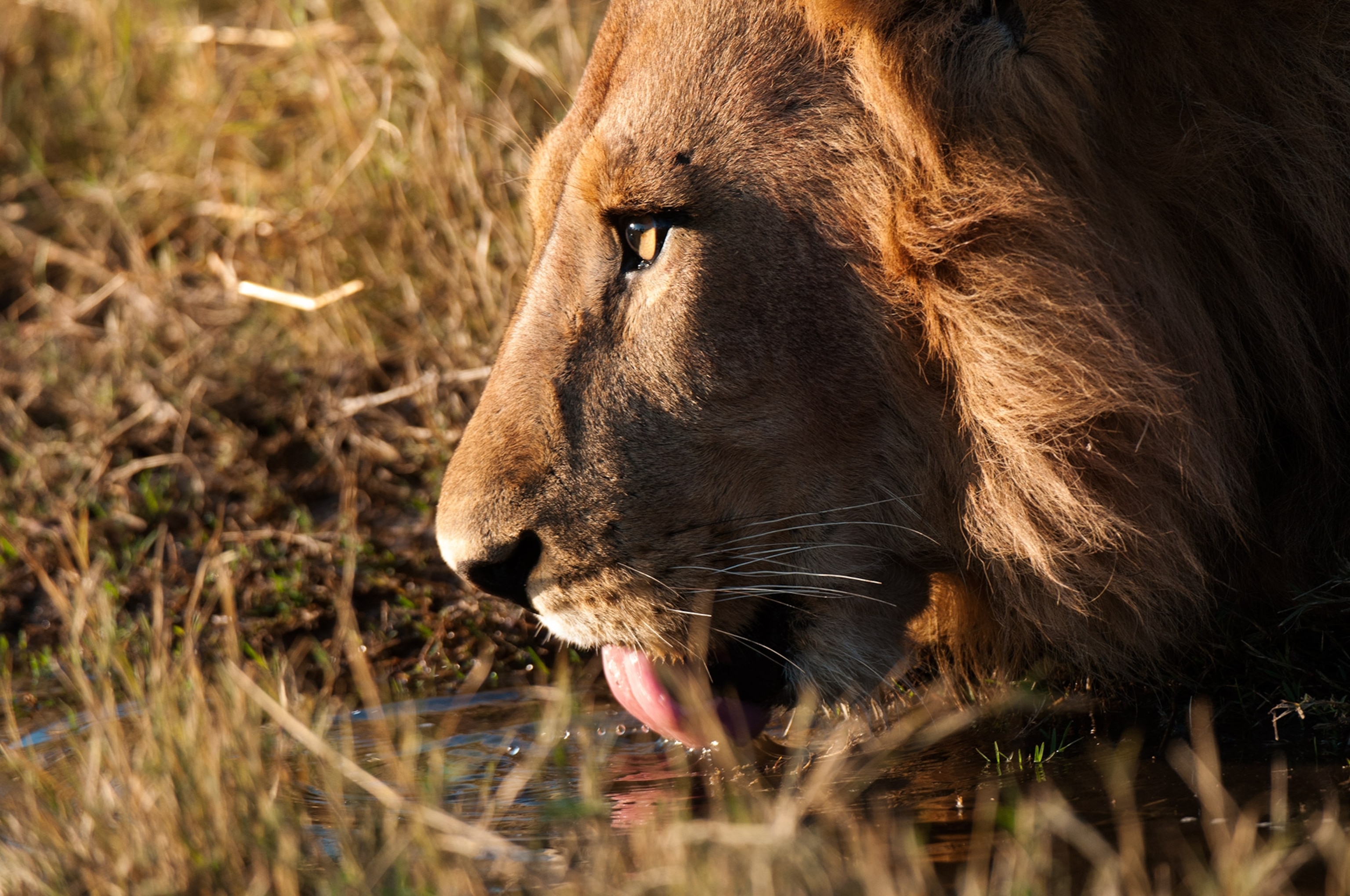 a lion drinking water