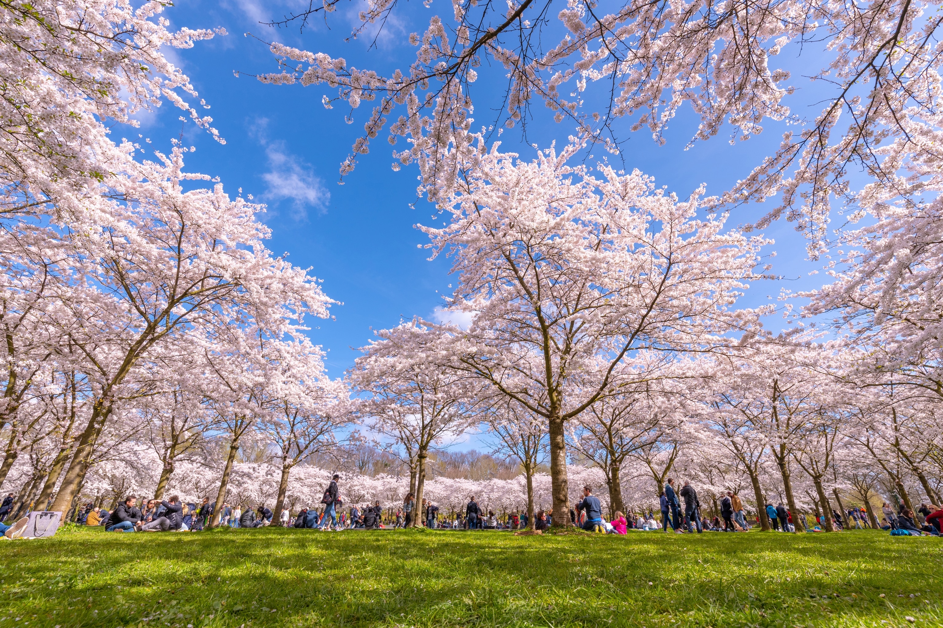 cherry blossom