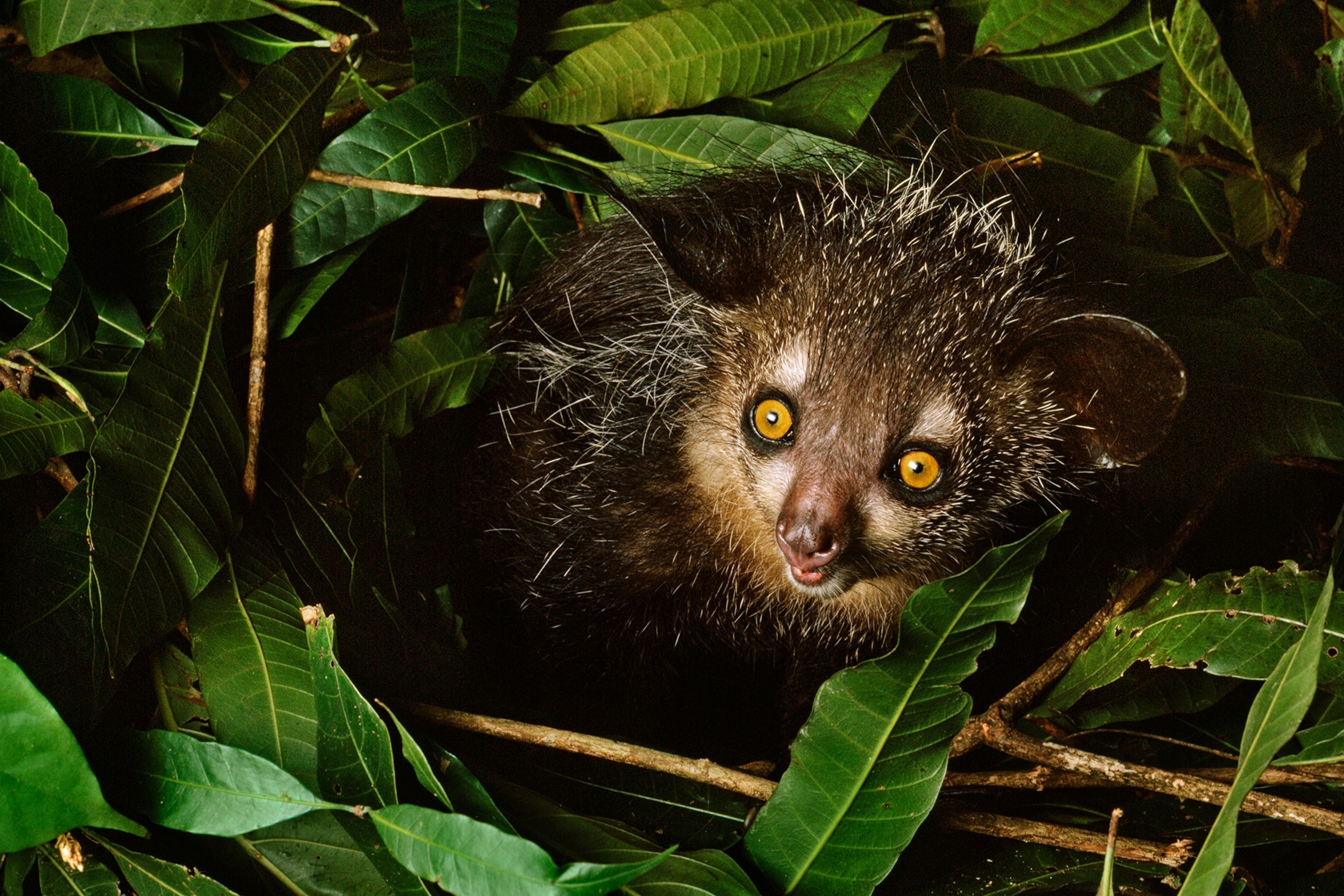 Vivid green leaves surround the Aye Aye, it's golden eyes are wide.