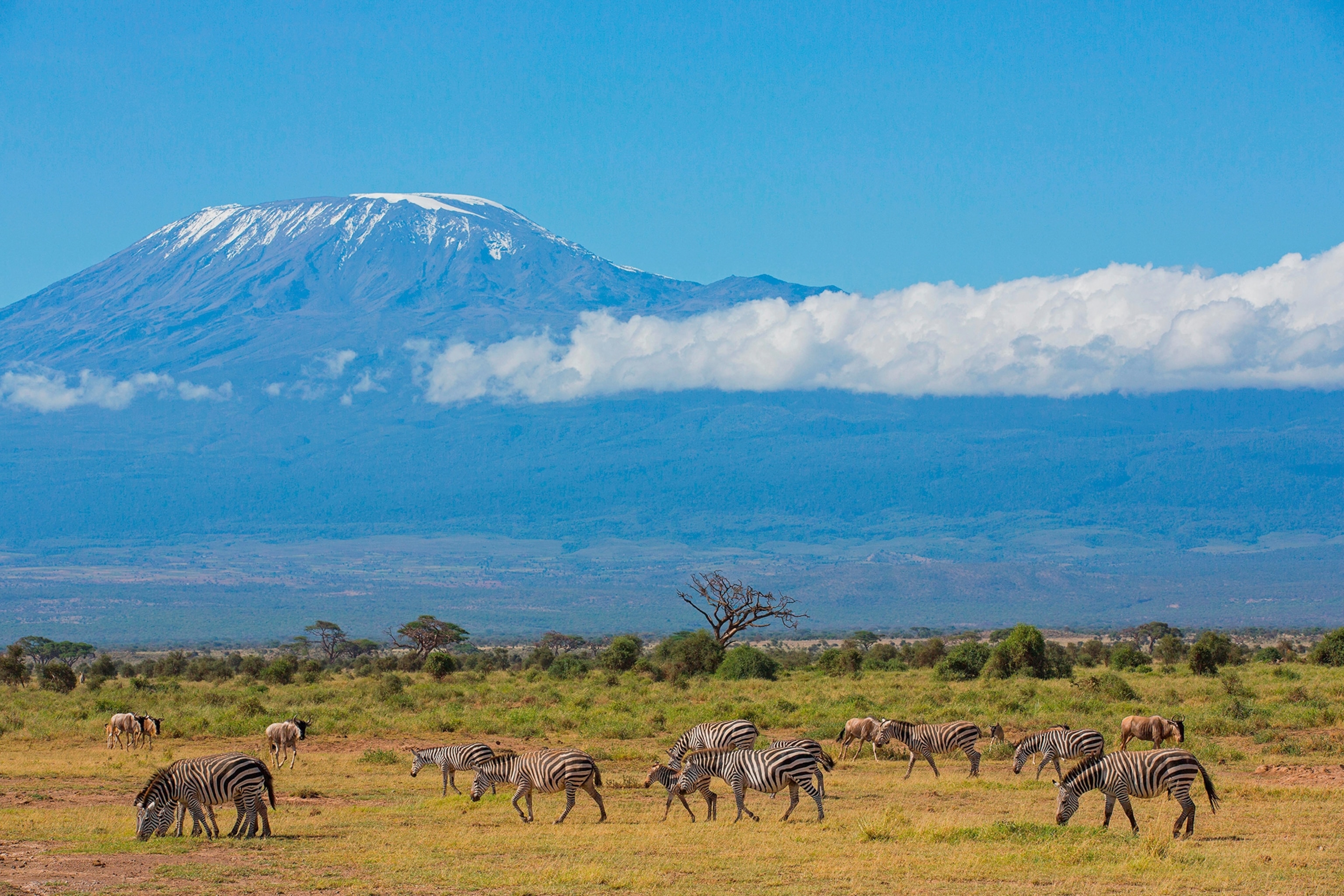 Zebras roam the flats near Mount Kilimanjaro