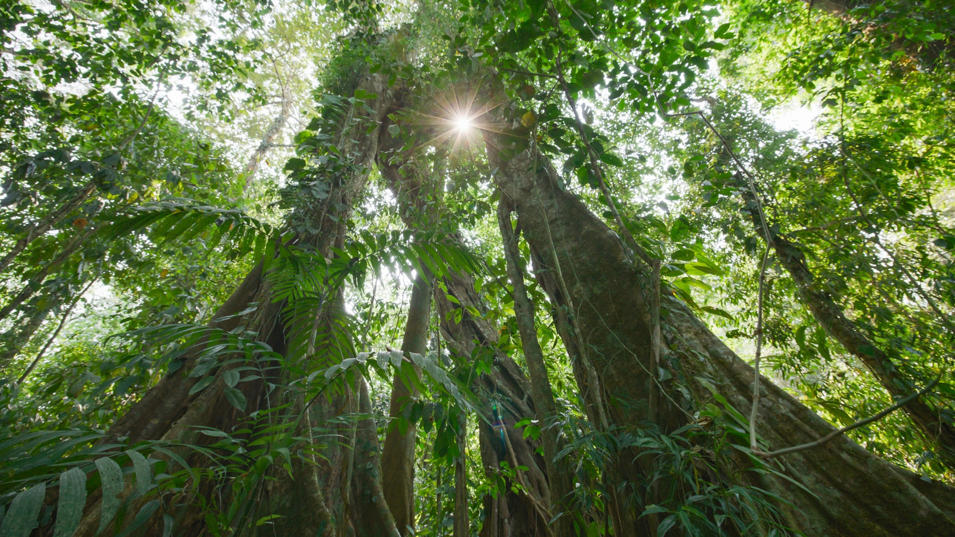 A close view of trees from the forest floor.