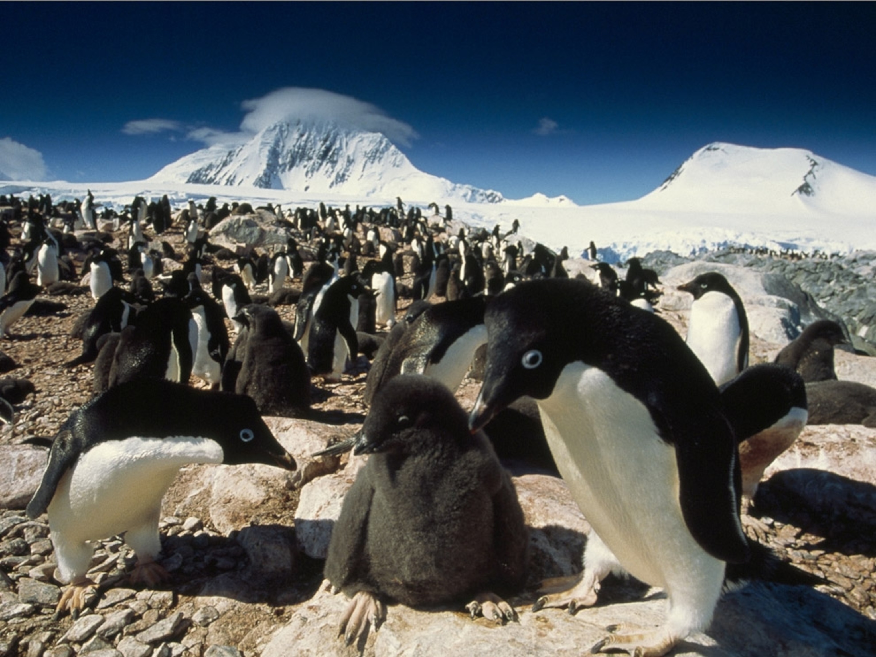 An Adélie penguin rookery