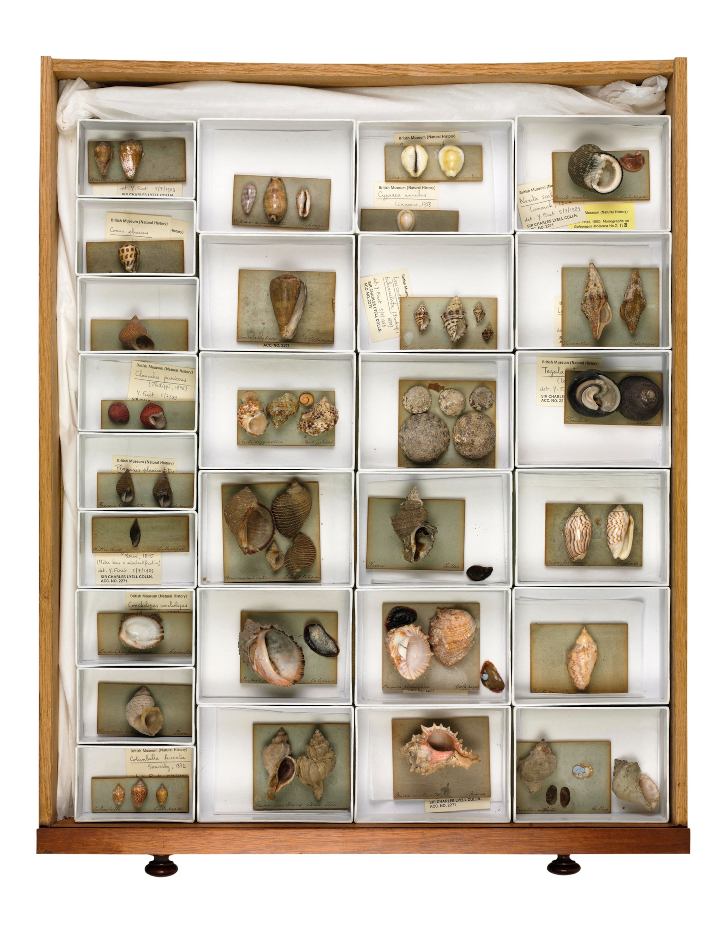 a drawer full of twenty of so mollusk shells